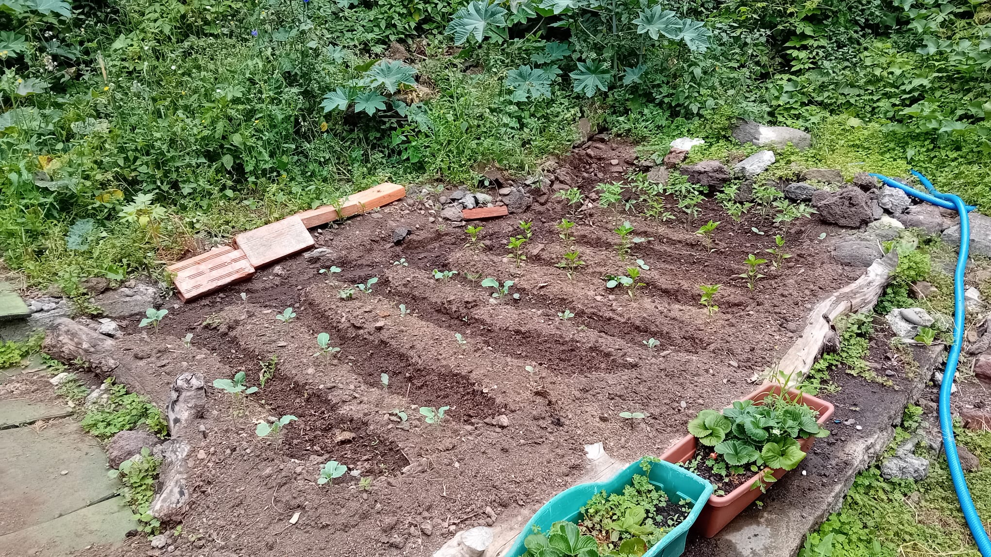 Já começamos com novas plantações... couves