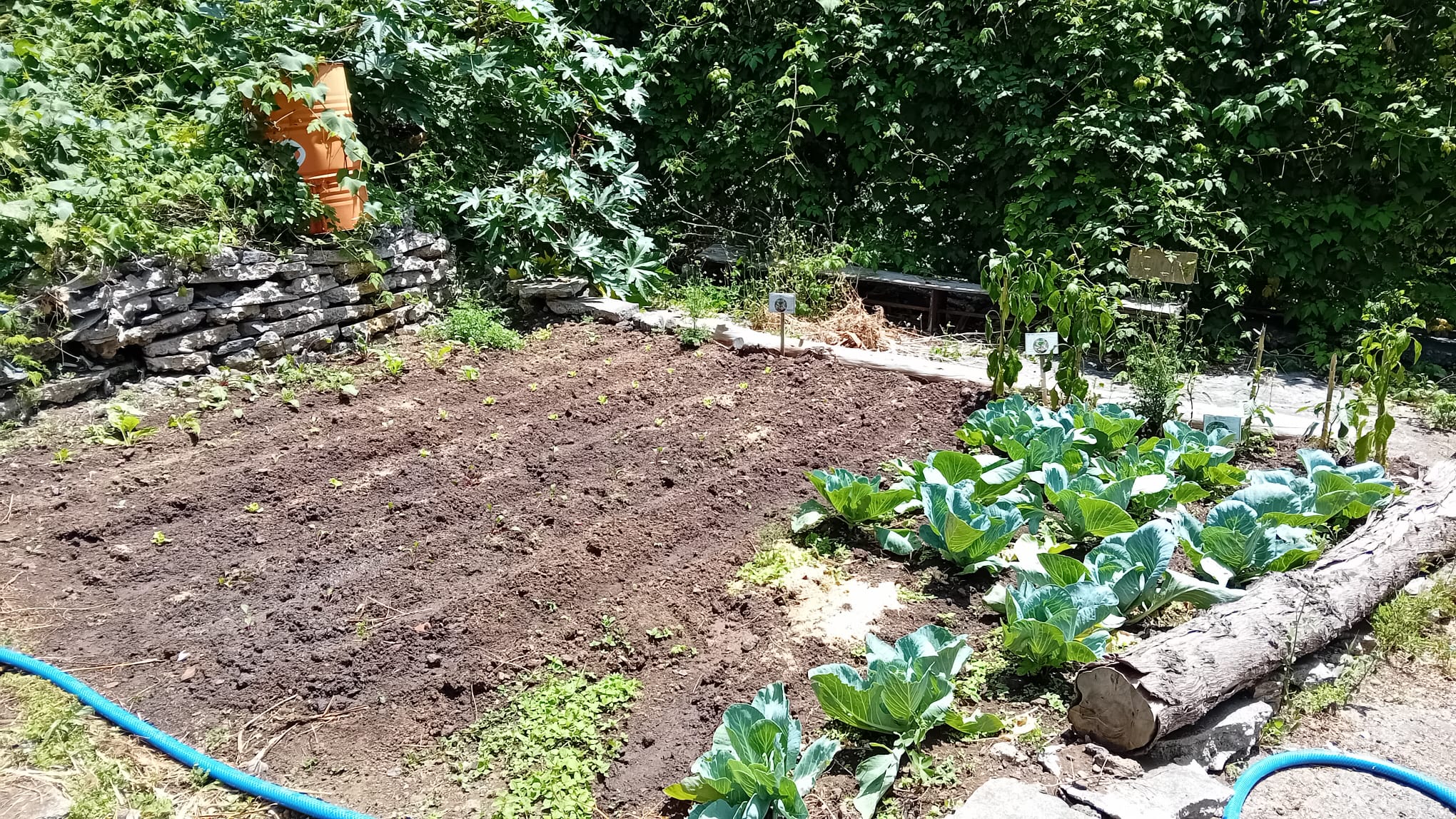 Novas plantações foram feitas (beterraba, alfaces e pimentões...)_1