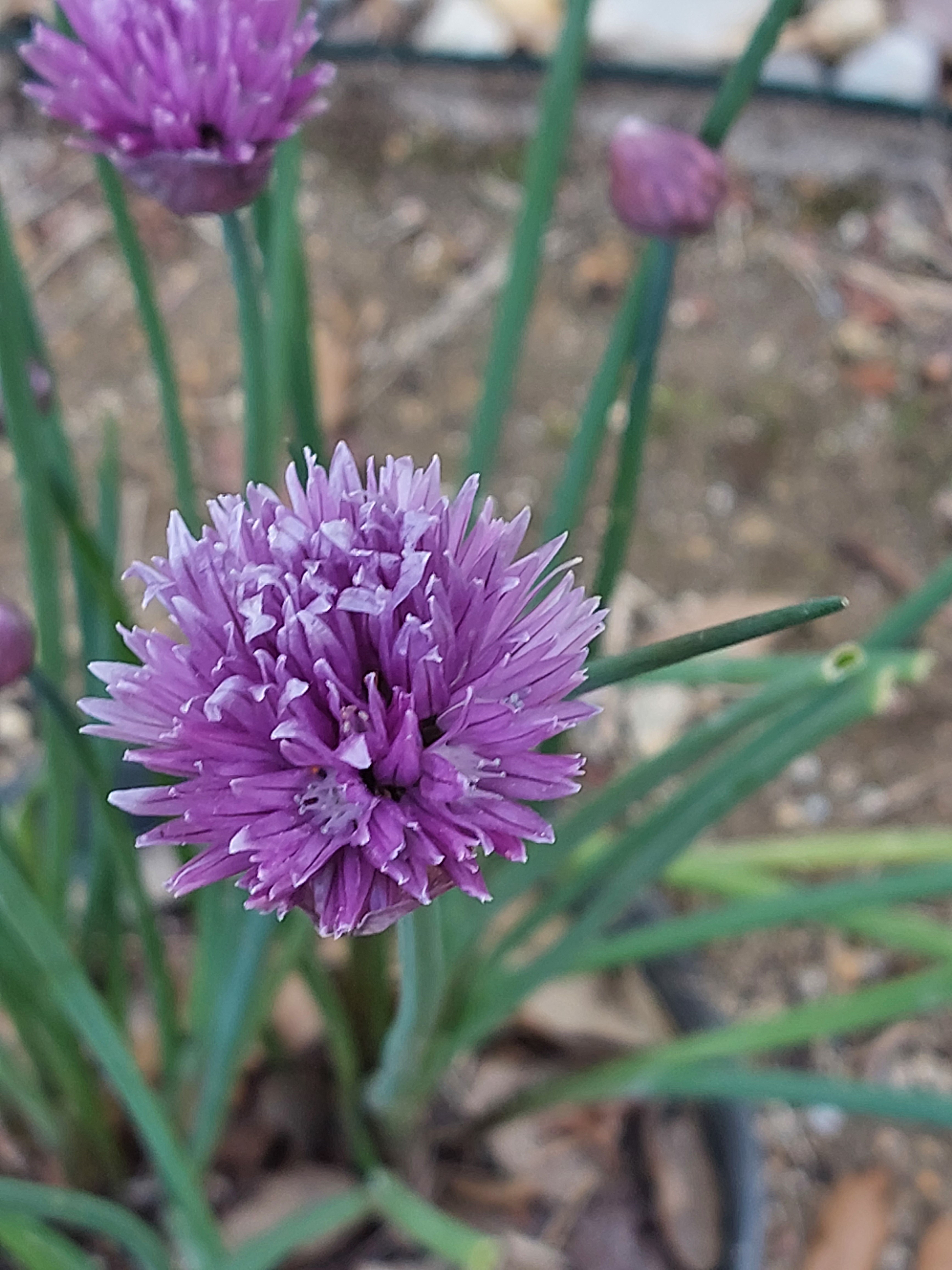 Cebolinho (Allium schoenoprasum)