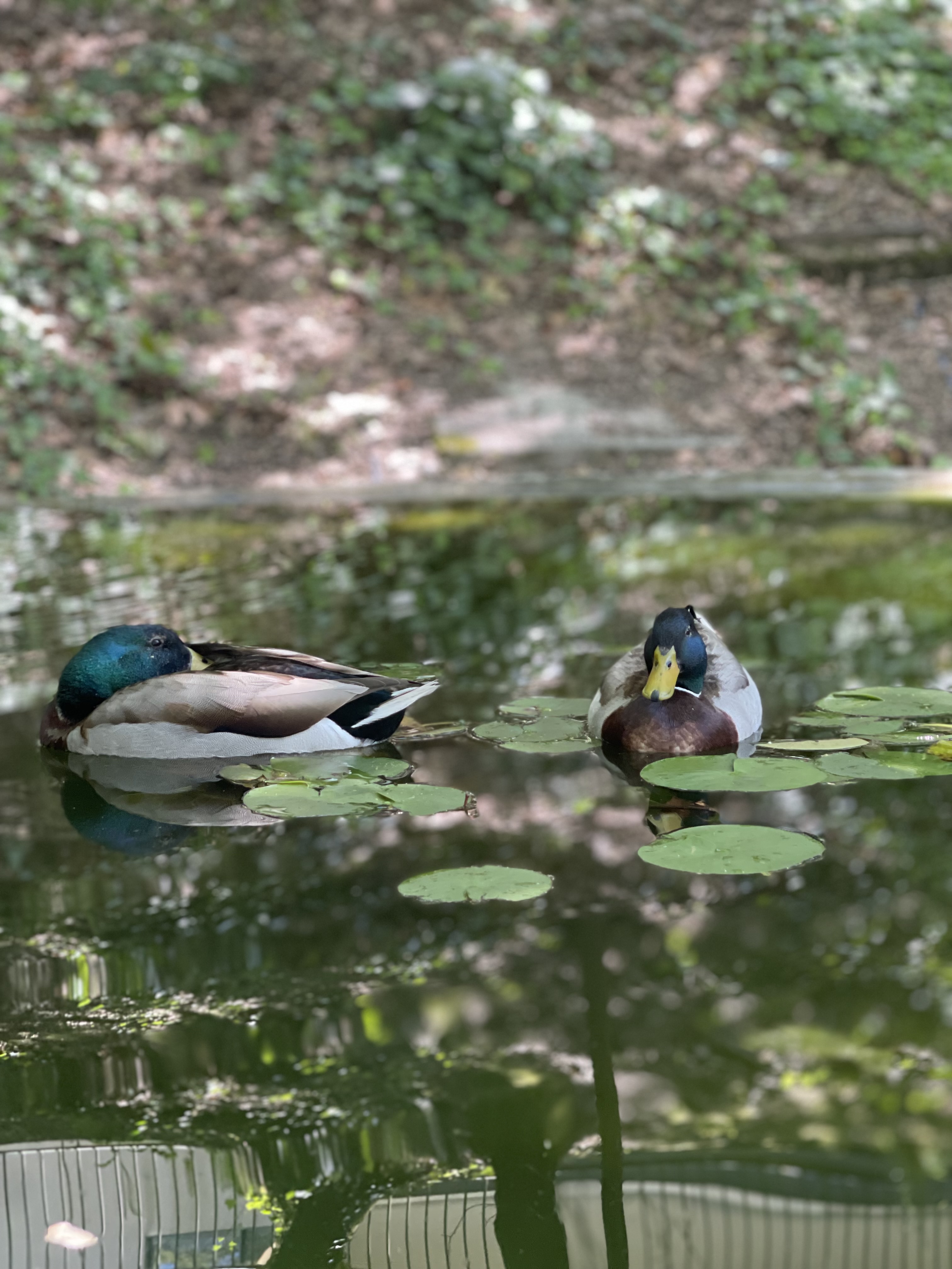 Patos no lago
