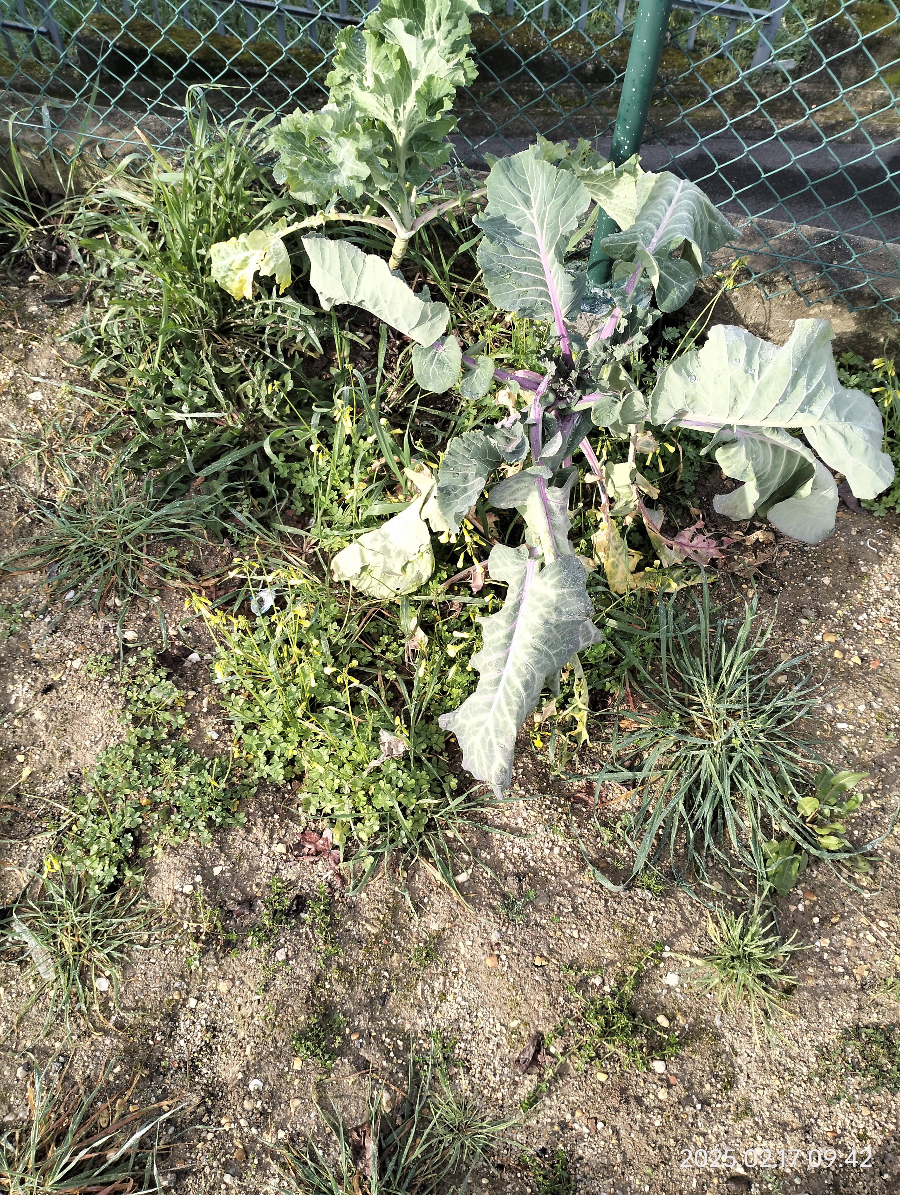 Existência de plantas (couve) da campanha realizada no ano letivo anterior.
