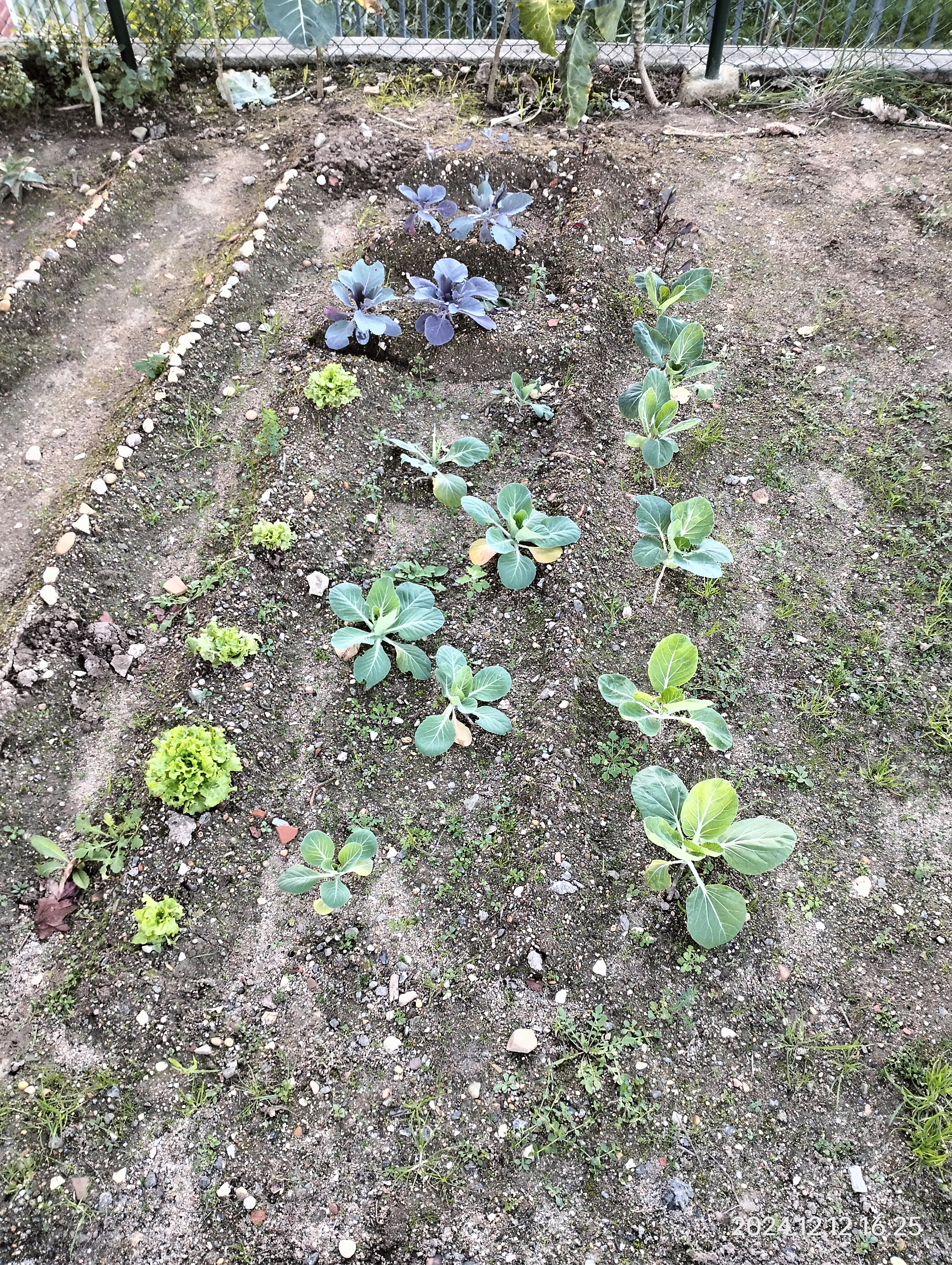 Presença de variedades de inverno plantadas na presente campanha (alfaces e couves).