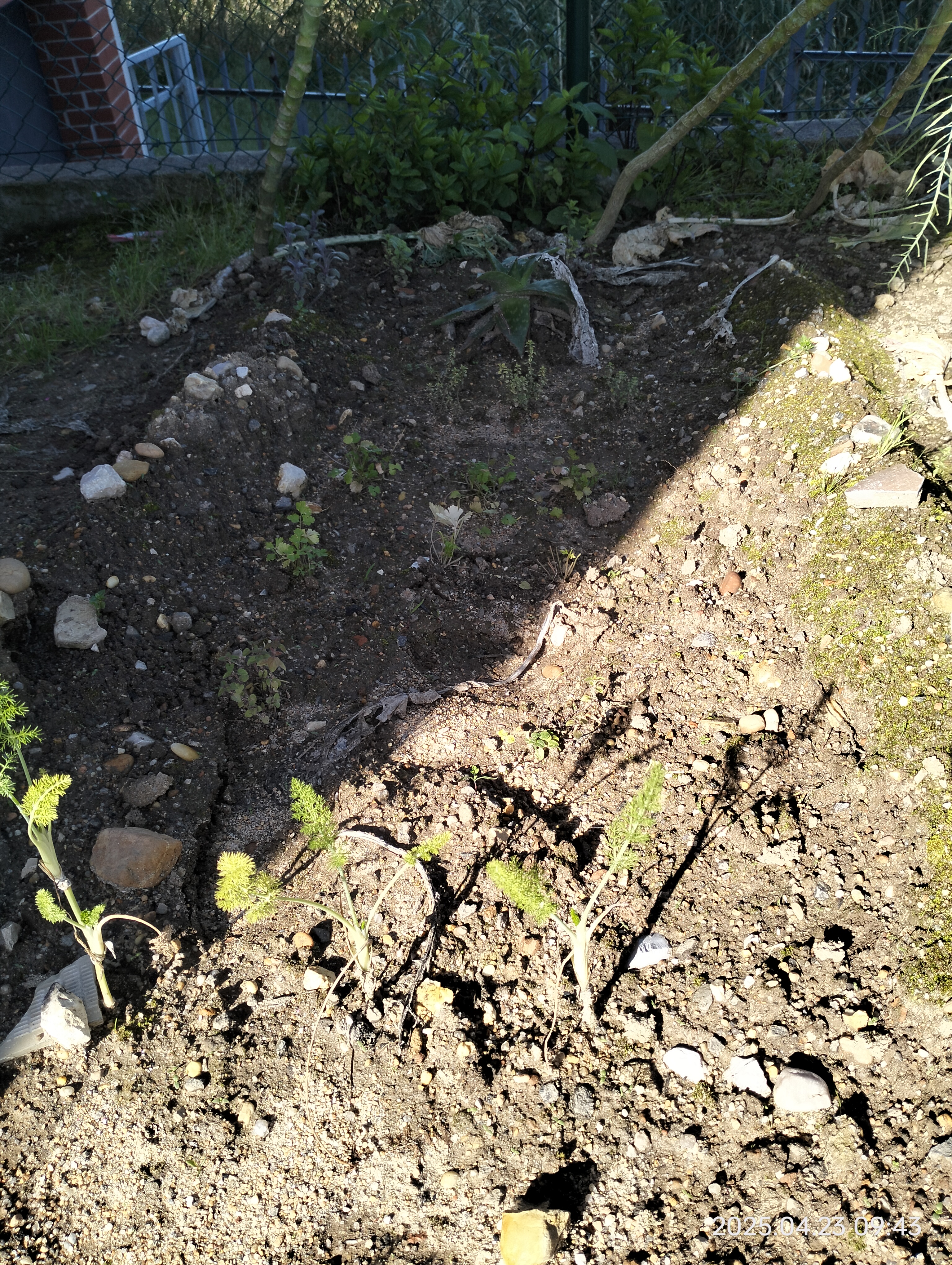 Algumas ervas aromáticas encontram-se plantadas fora do espaço do cantinho das ervas. Possivelmente, serão transplantadas para esse local.
