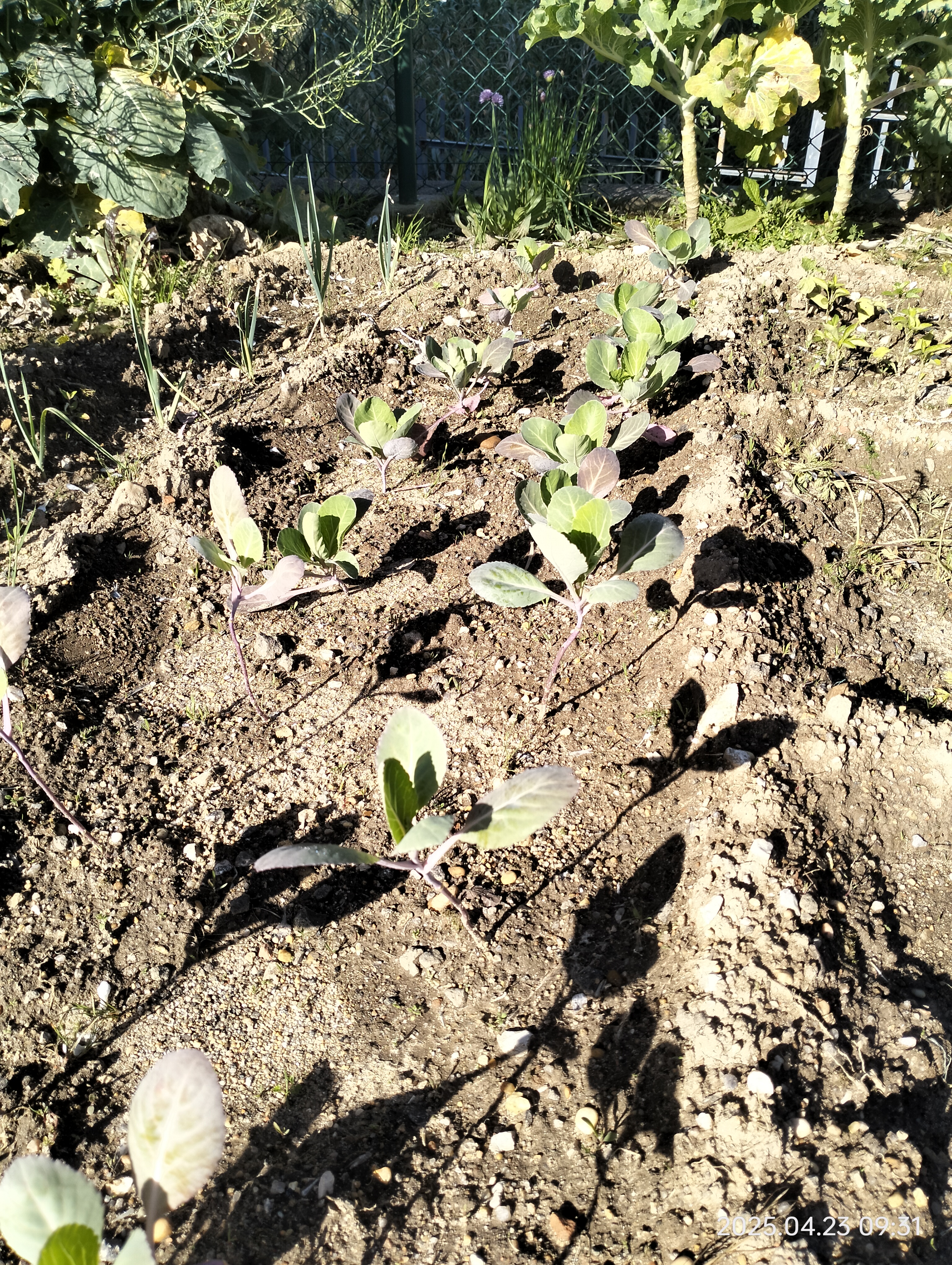 Hortaliças plantadas em fevereiro.