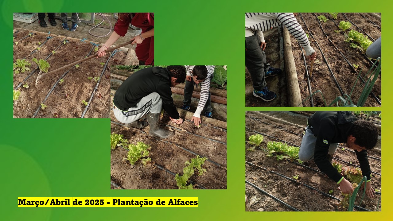 Plantação de Alfaces.