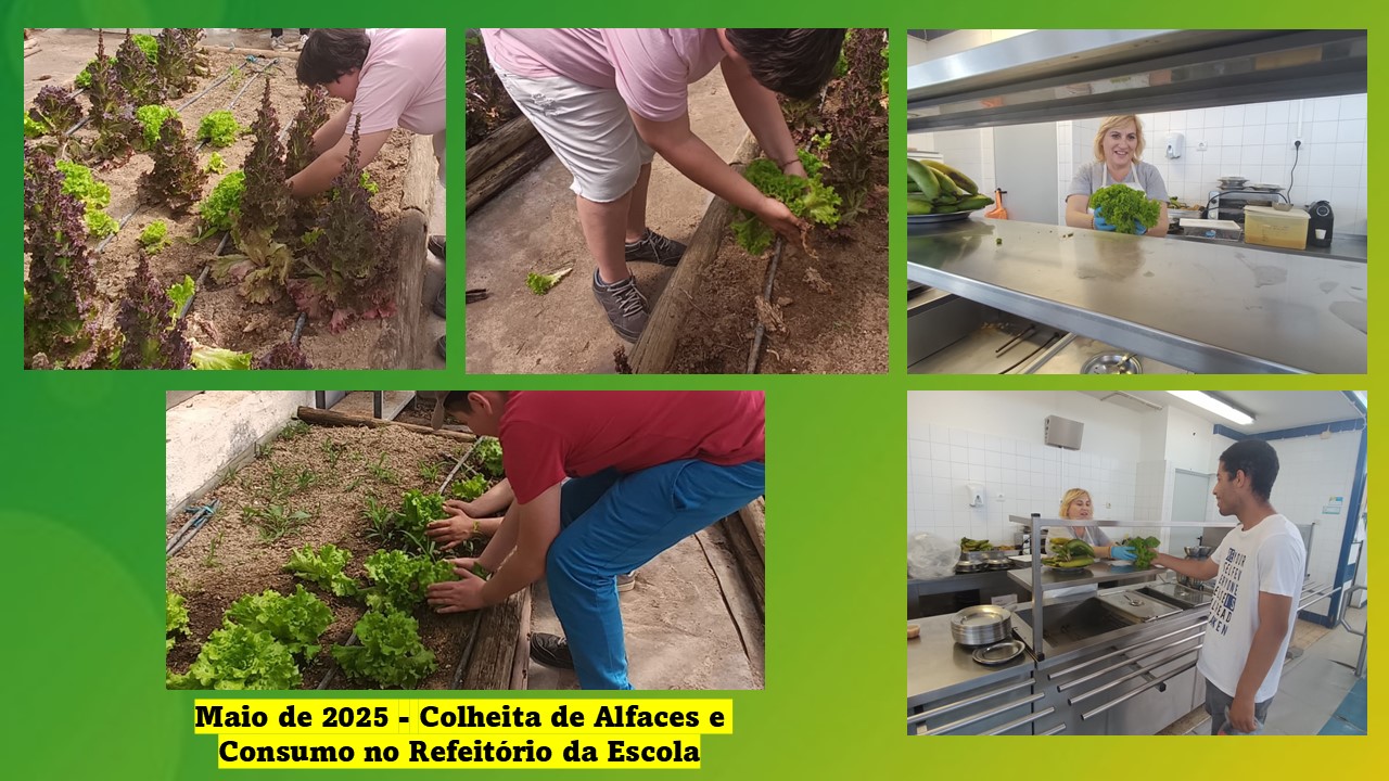 Colheita de alfaces e consumo no refeitório da escola.