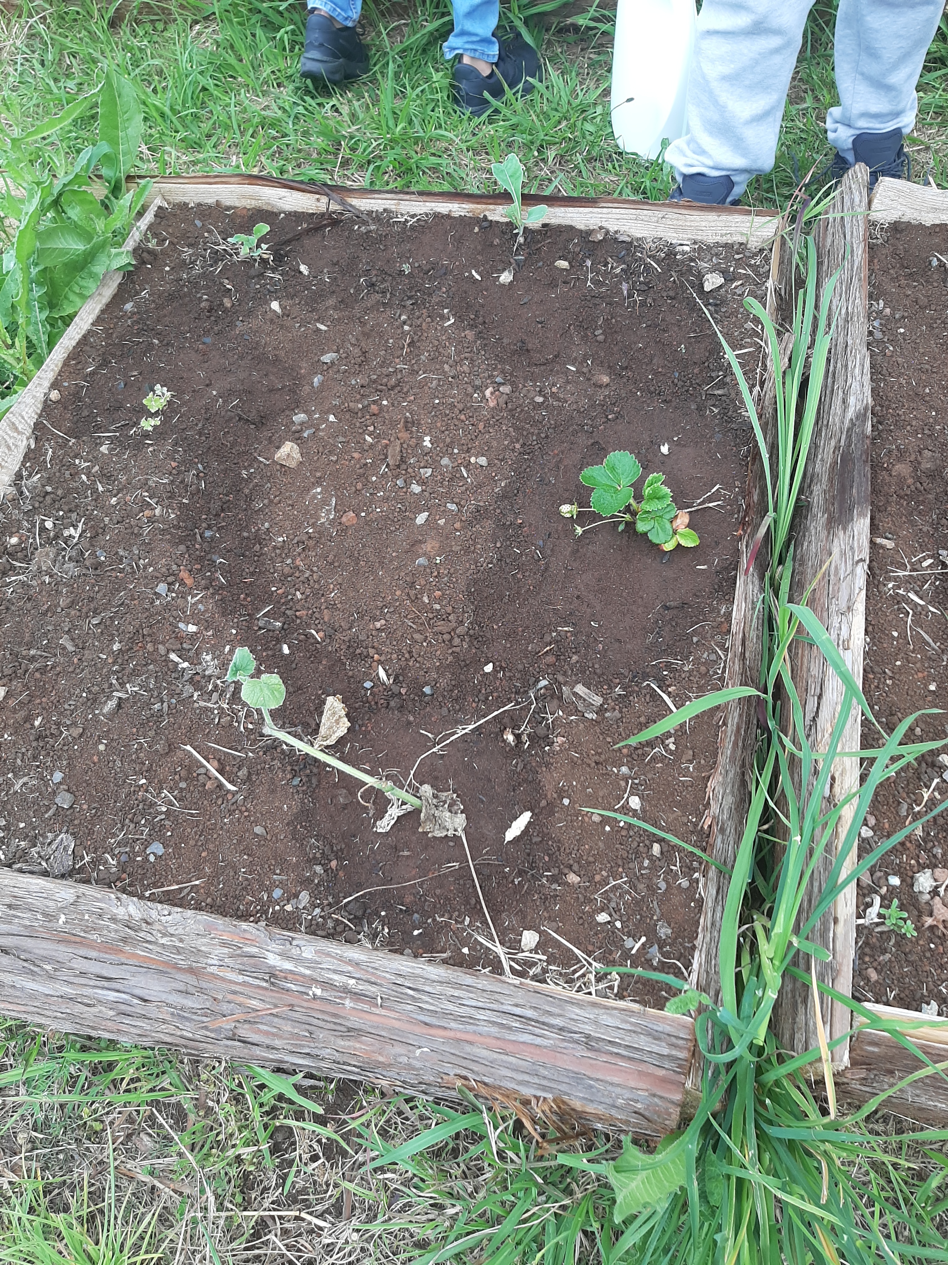 Horta
