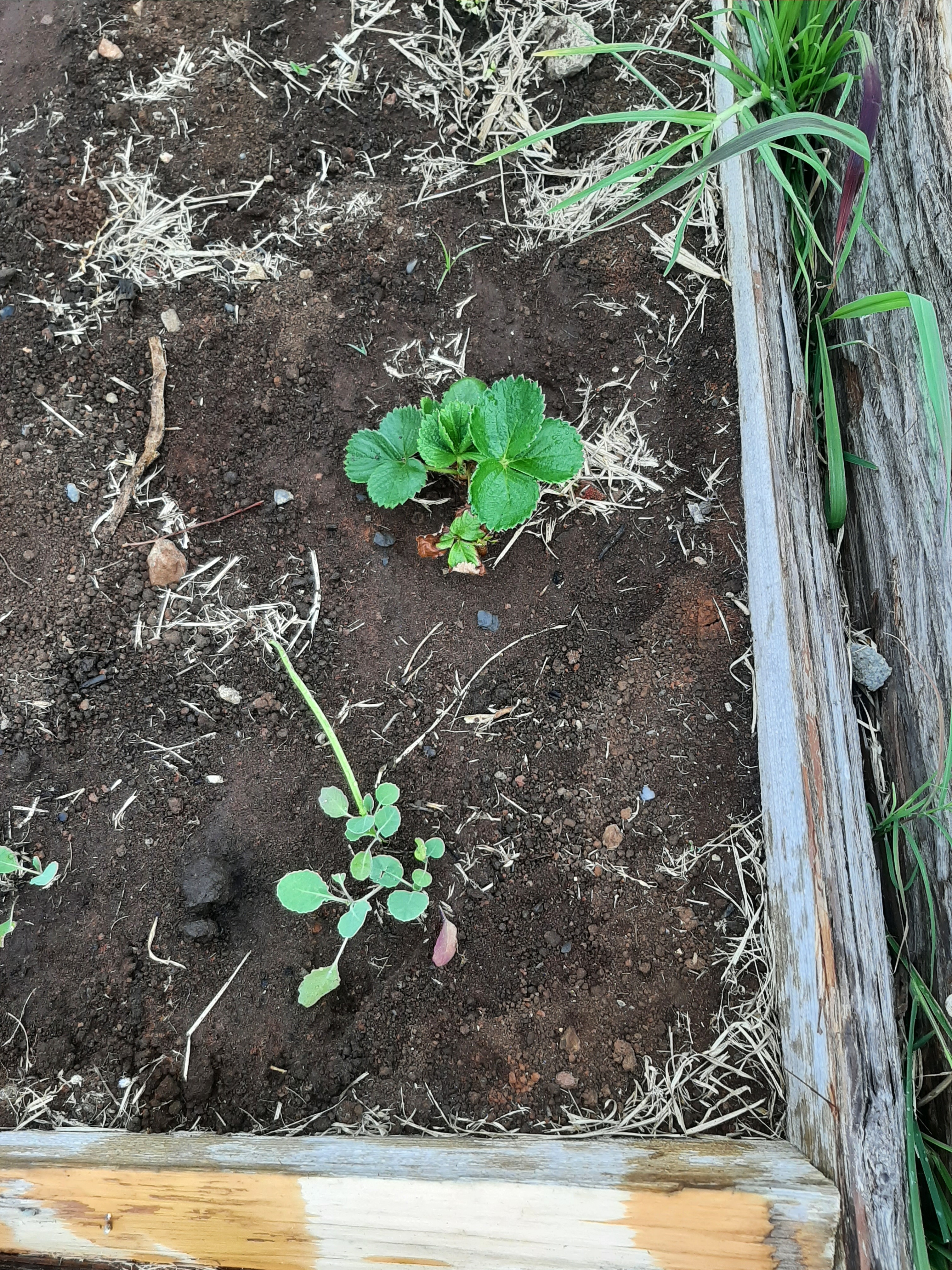 Horta