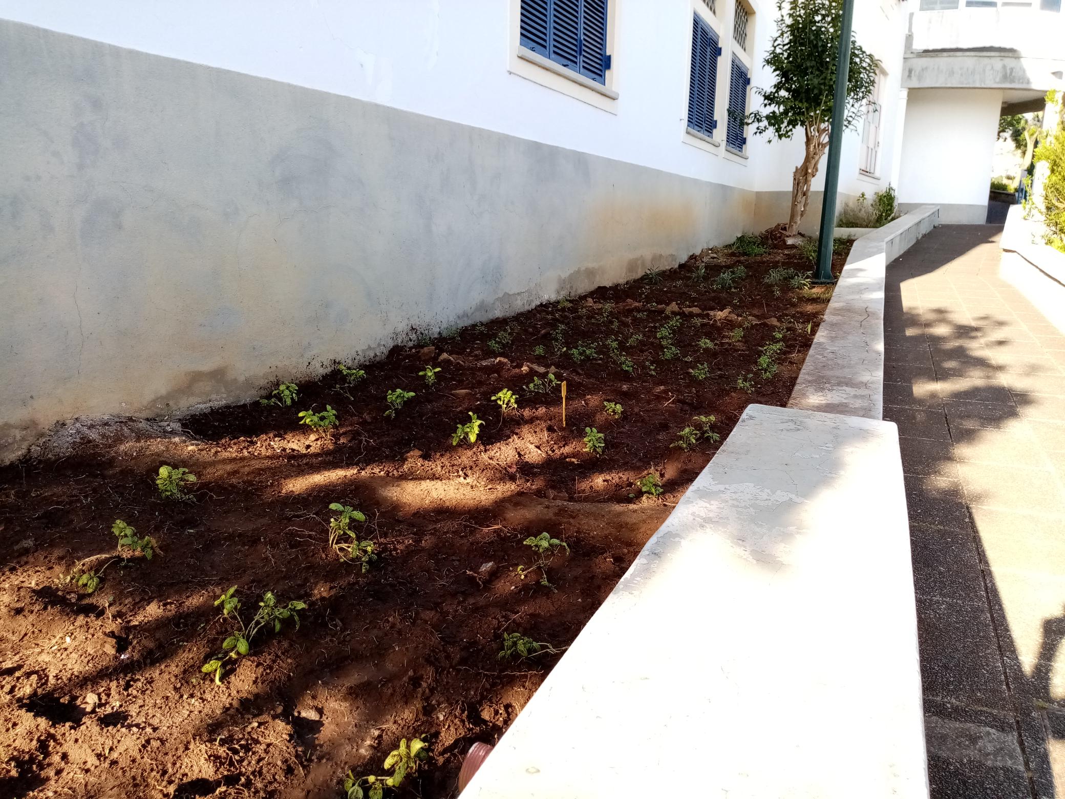 Plantio de ervas aromáticas.