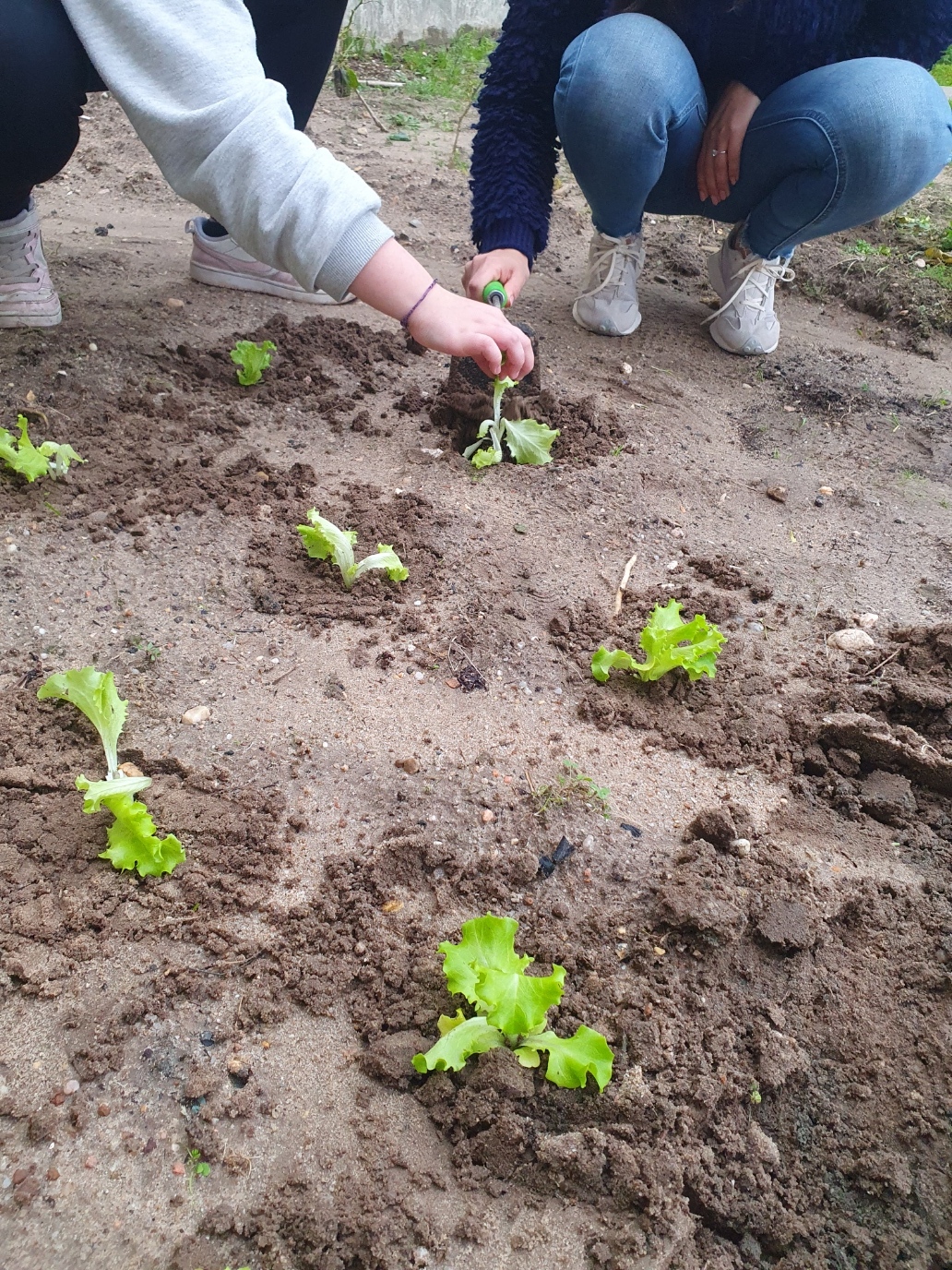 Plantação de alfaces.