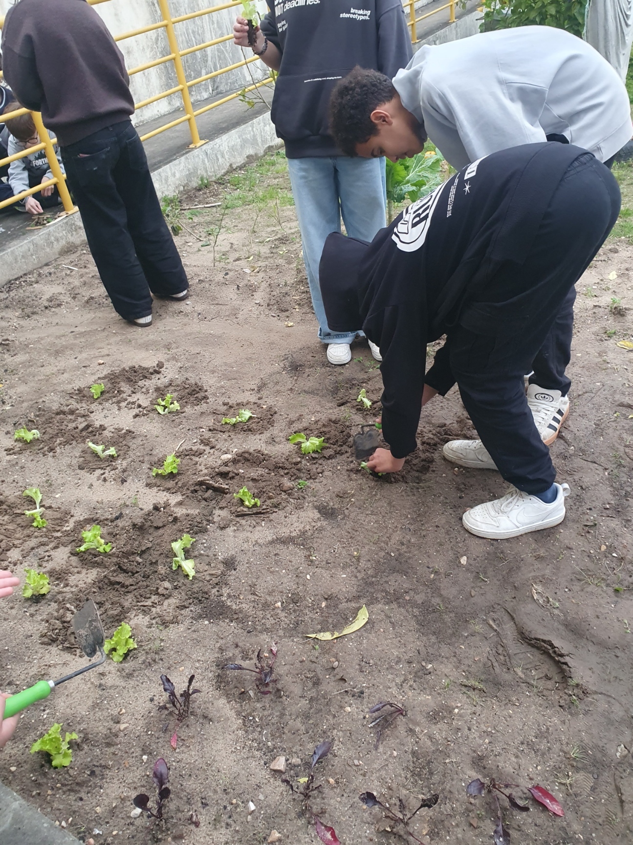 Plantação de alfaces.