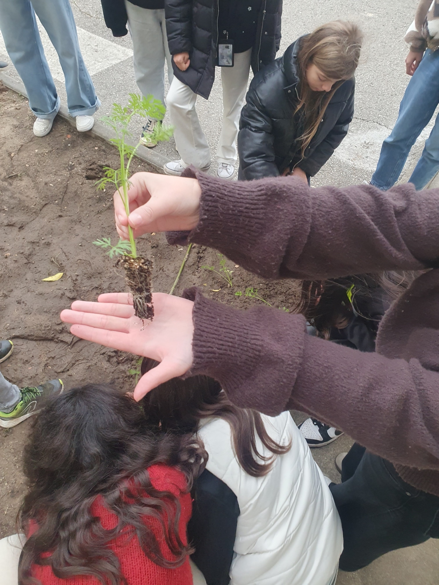 Plantação de cenouras.