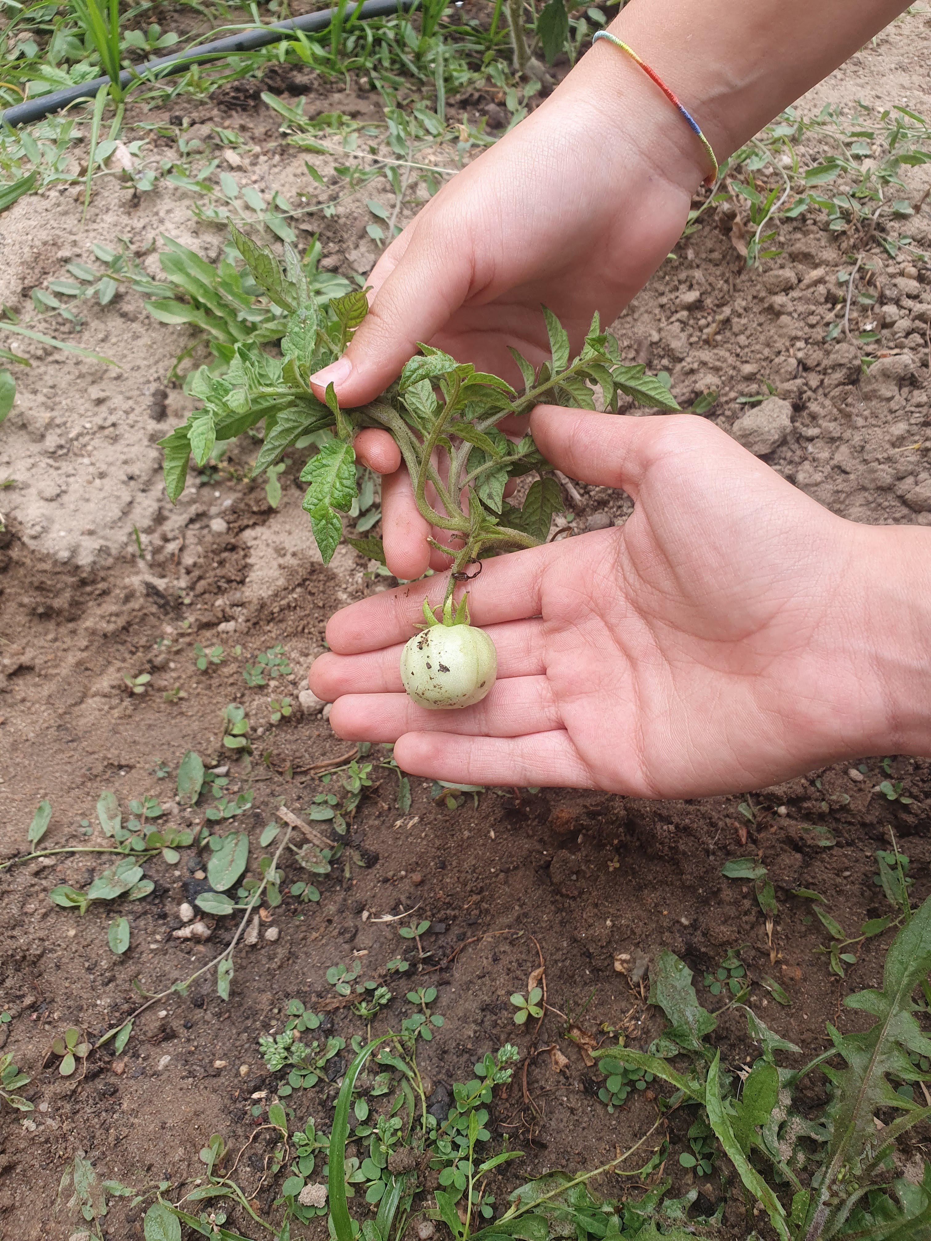 O primeiro tomate.
