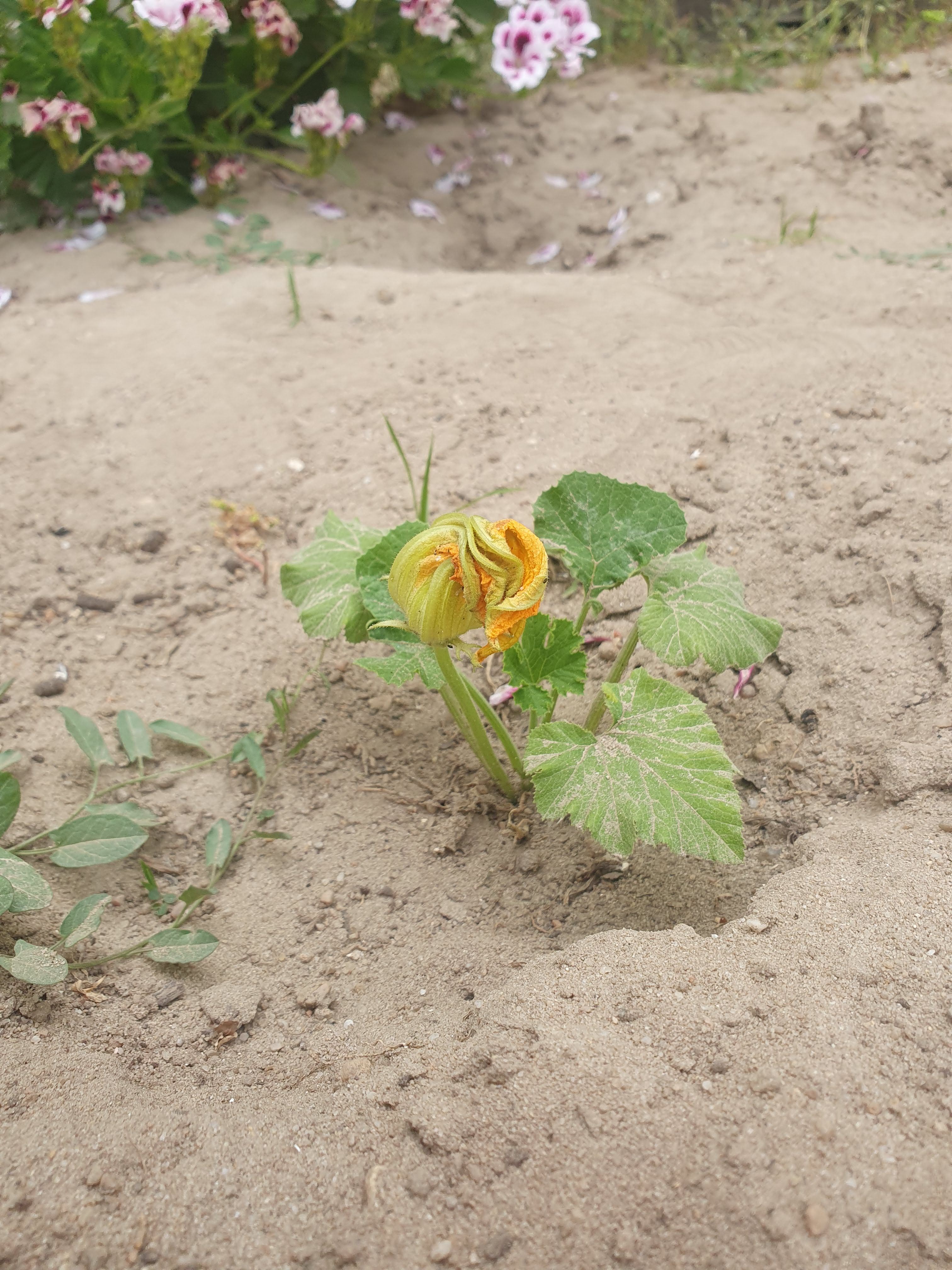Courgete em flor