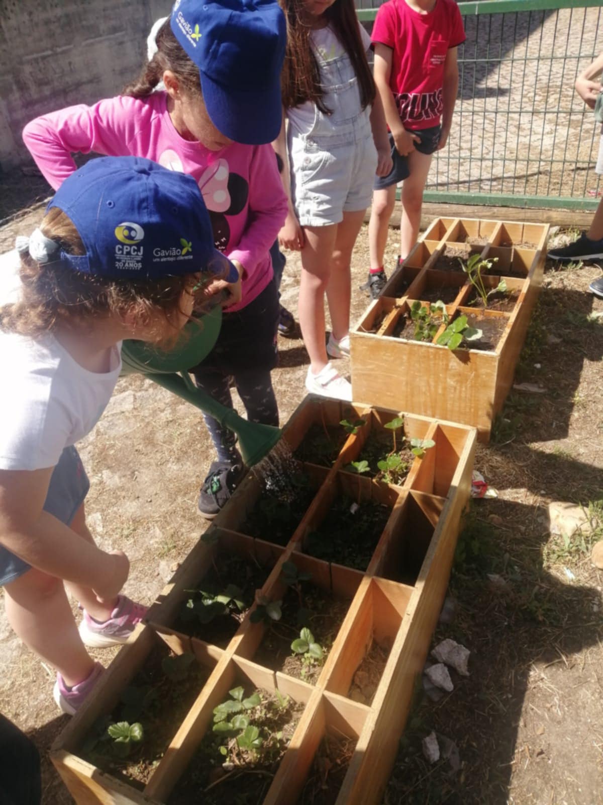 Plantação de morangueiros