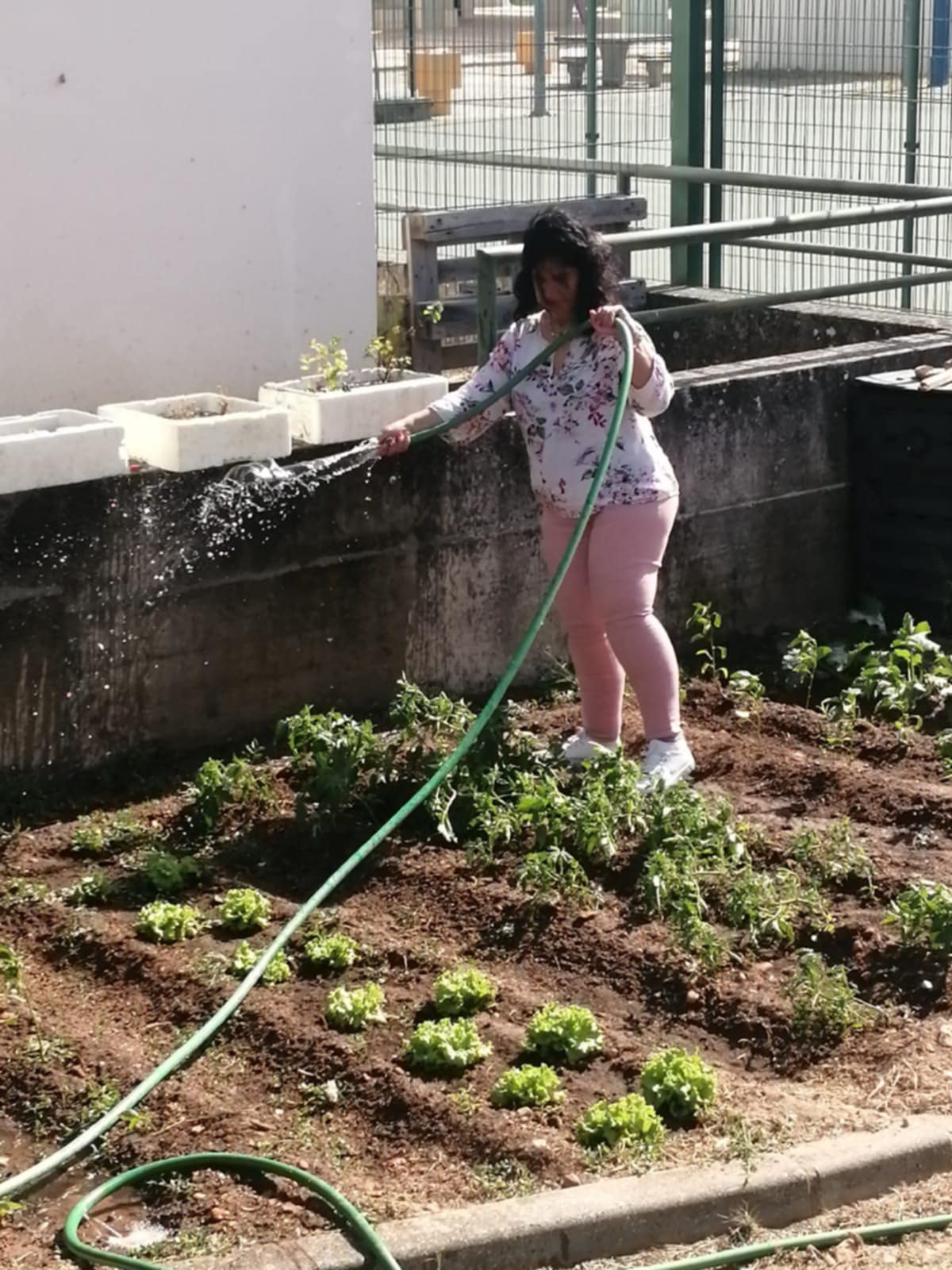 Regar as plantações