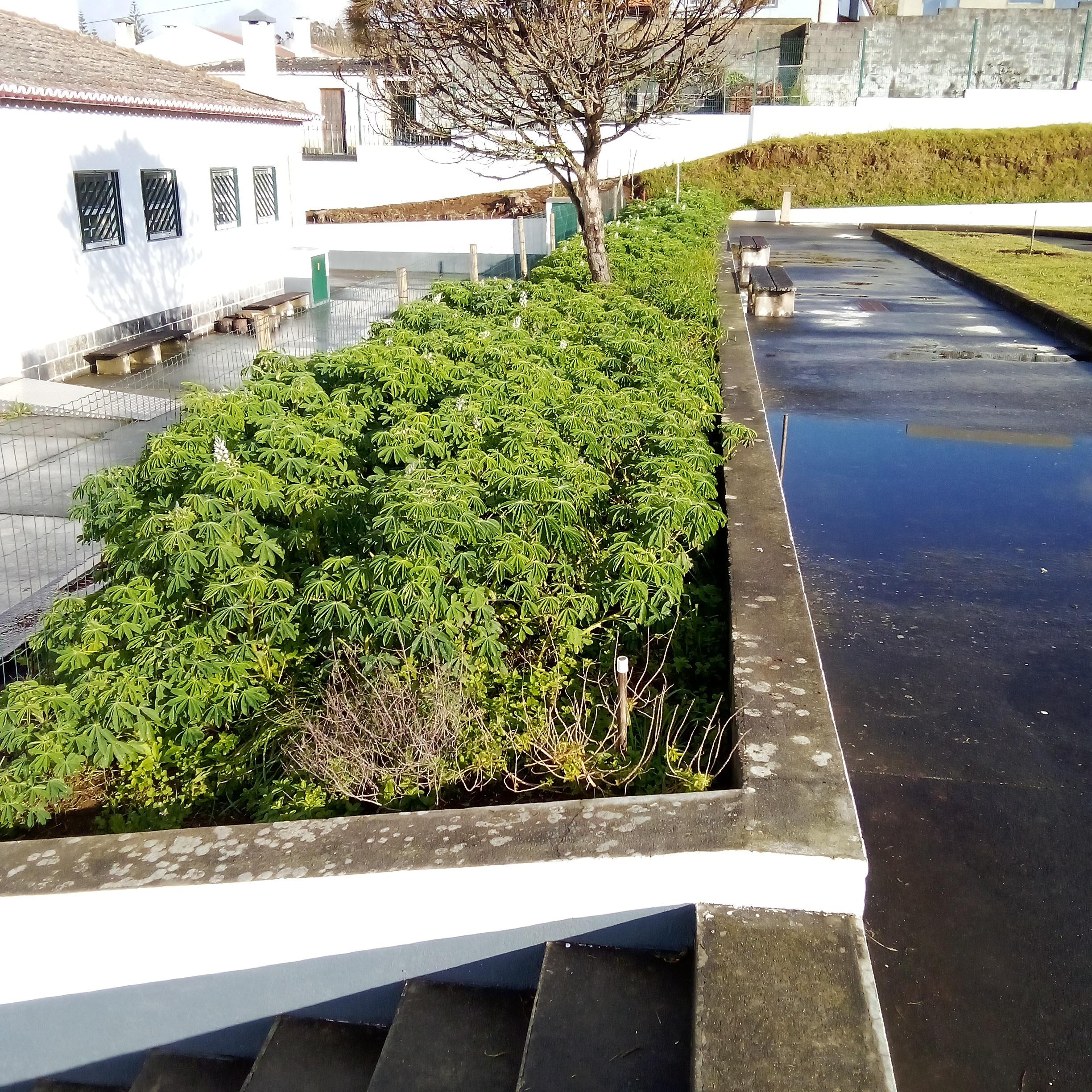 Tremoços