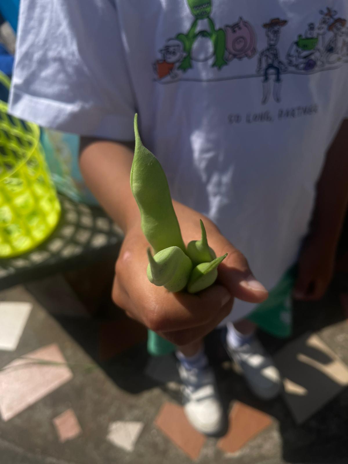 Alunos com feijão verde colhido da horta nas mãos