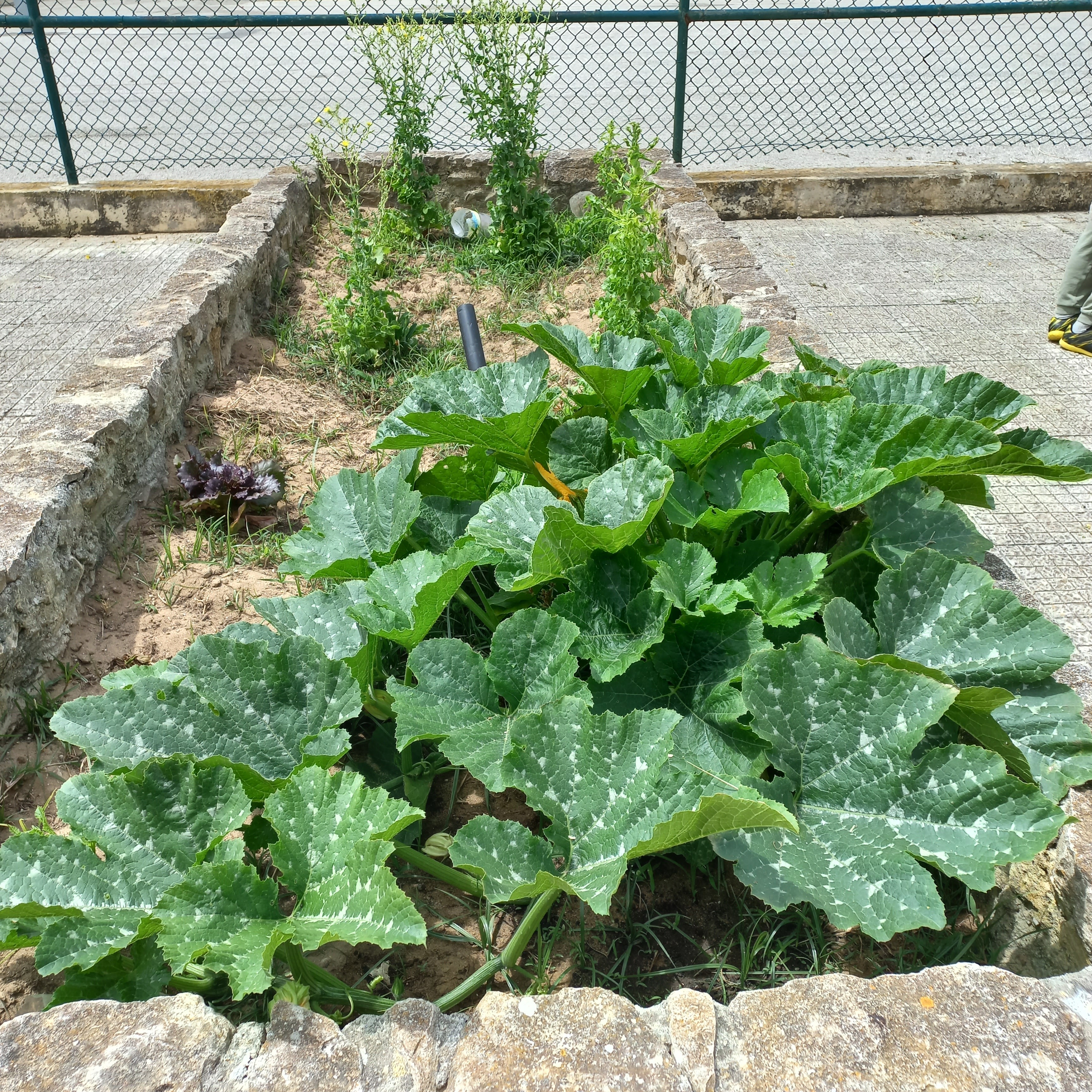 As flores que vão dão origem a alguns legumes já nasceram!