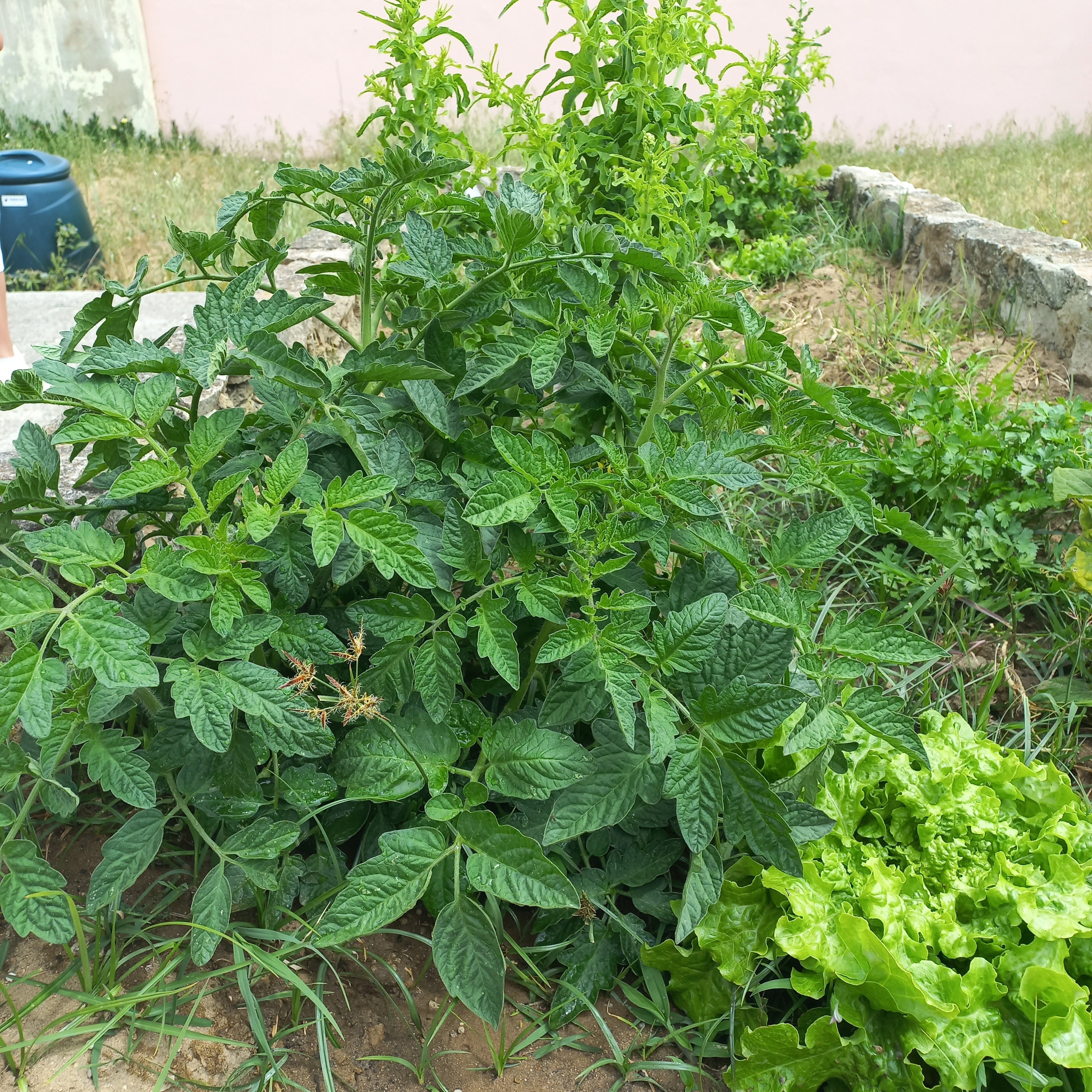Maio o mês das plantas a crescer à velocidade da luz!