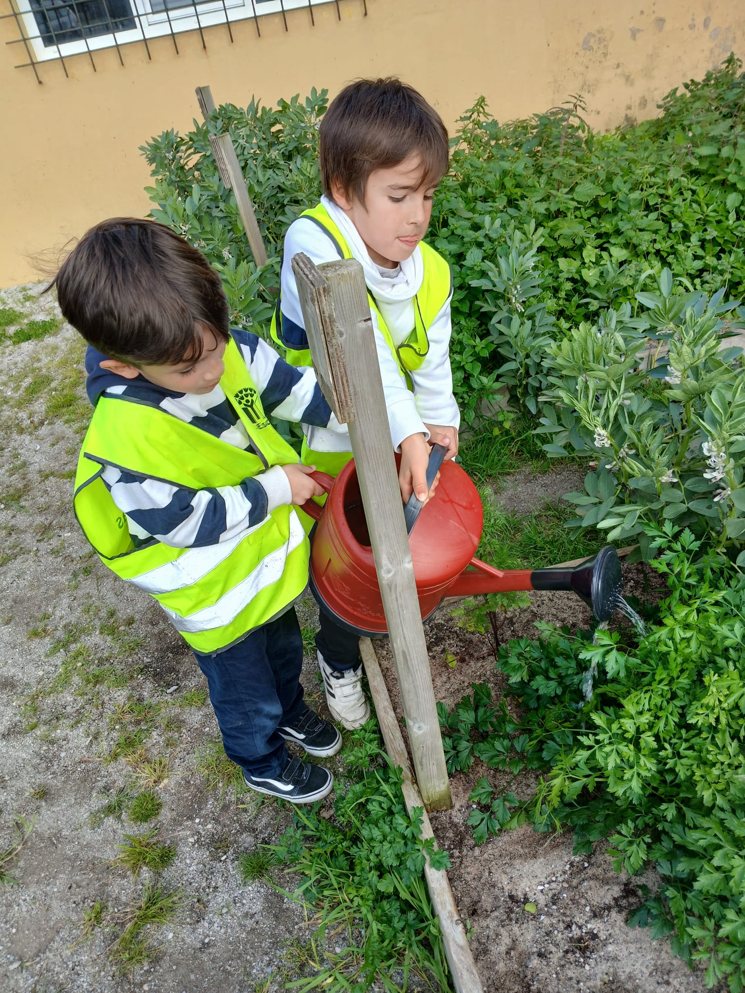 Como cresceram as favas!