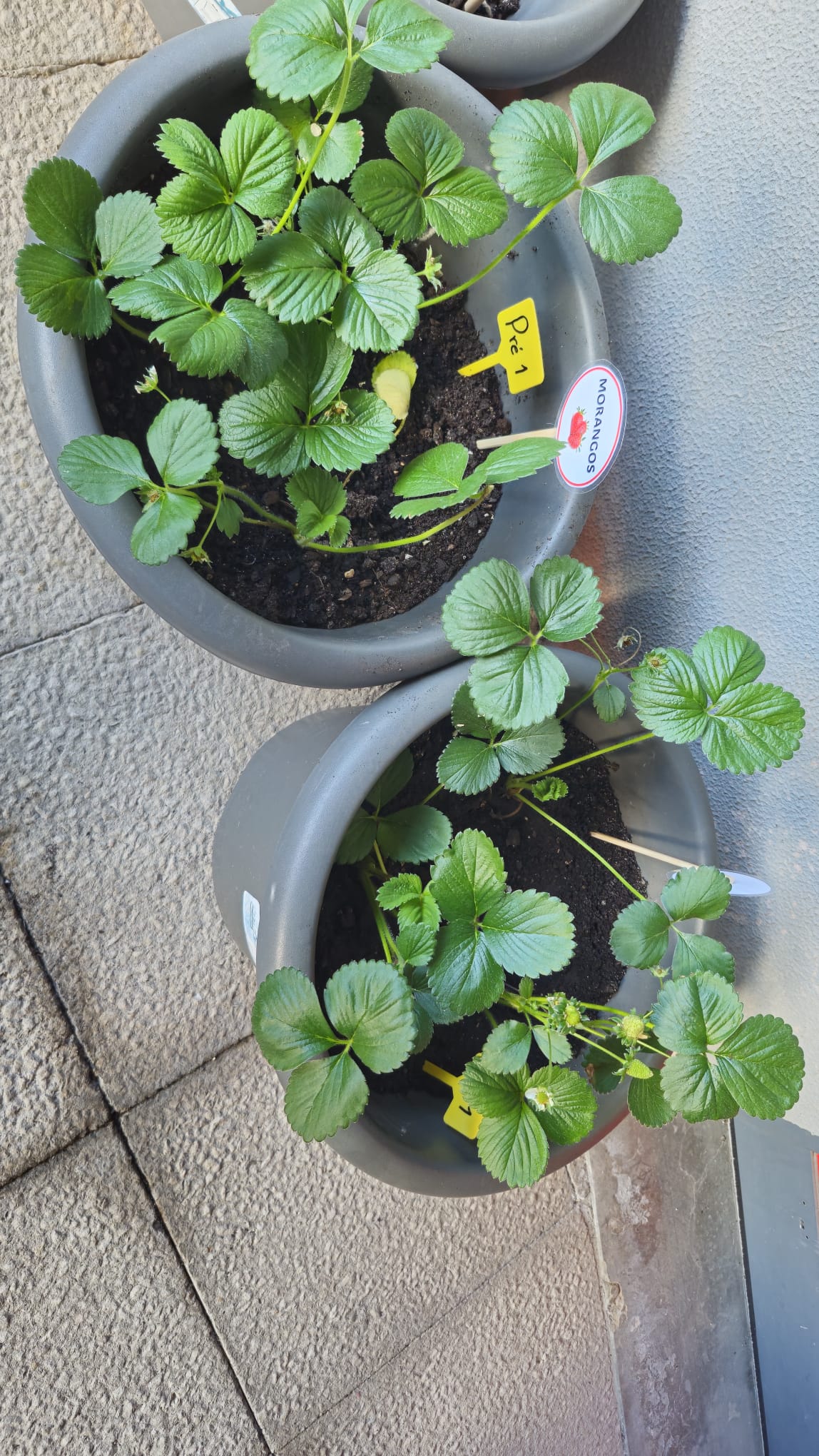 Plantações tratadas e crescidas.