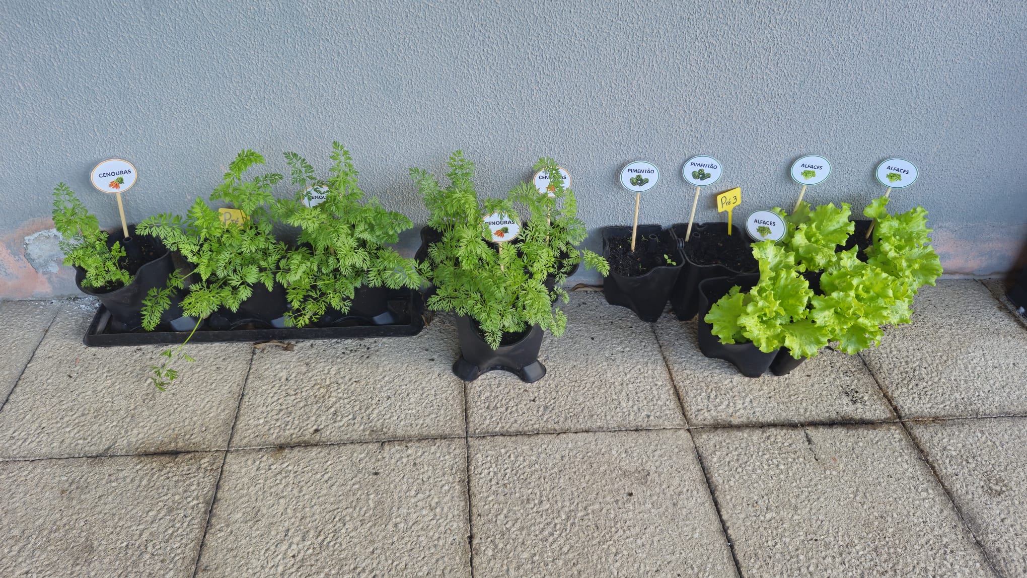 Plantações tratadas e crescidas.