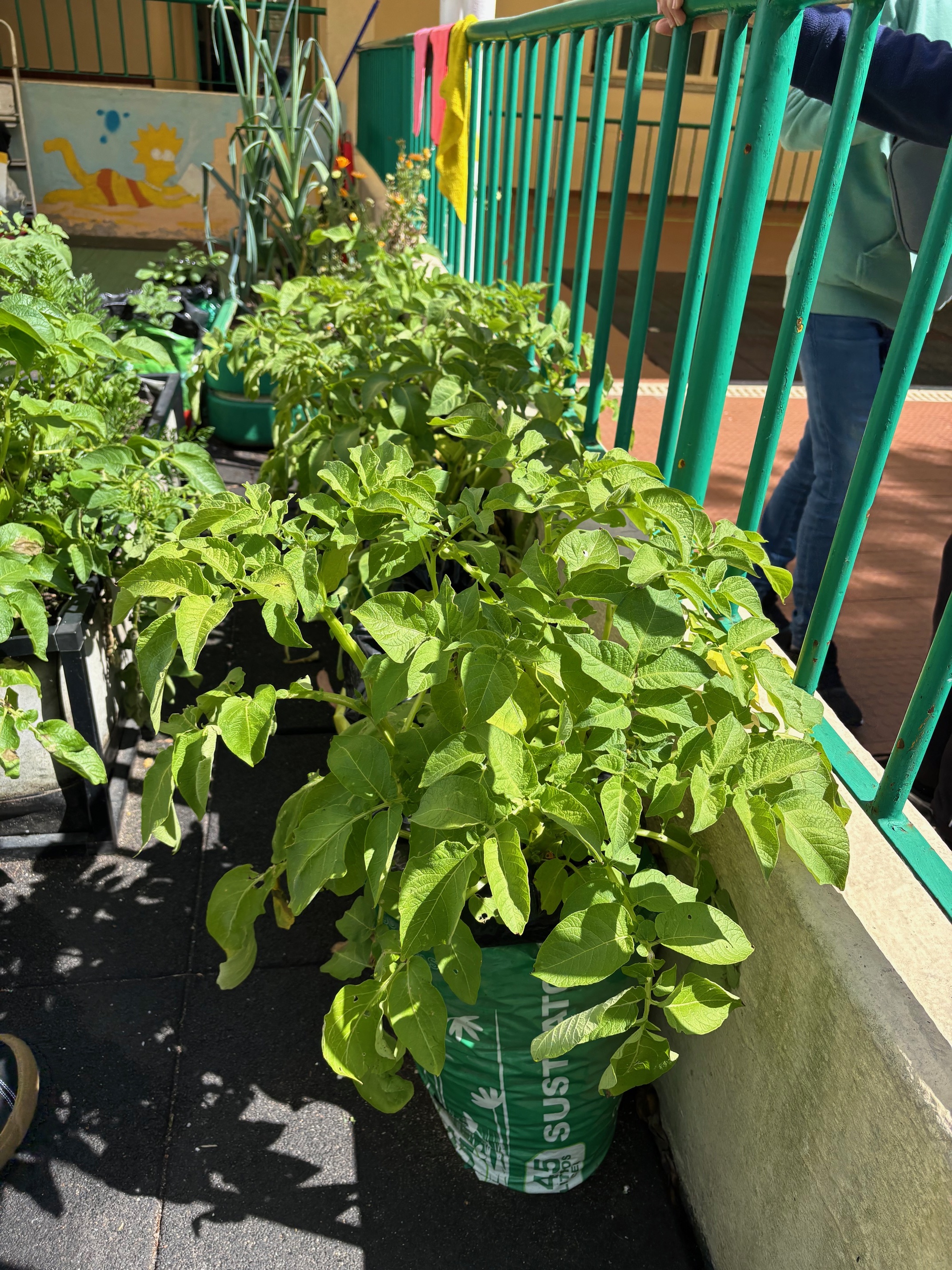 Os legumes cresceram bastante com os cuidados dos alunos