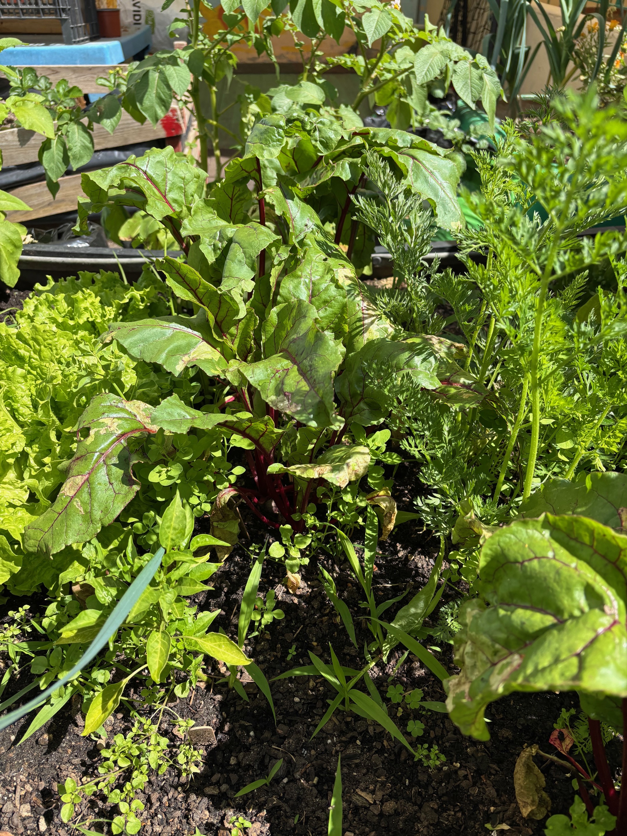 Os legumes cresceram bastante com os cuidados dos alunos