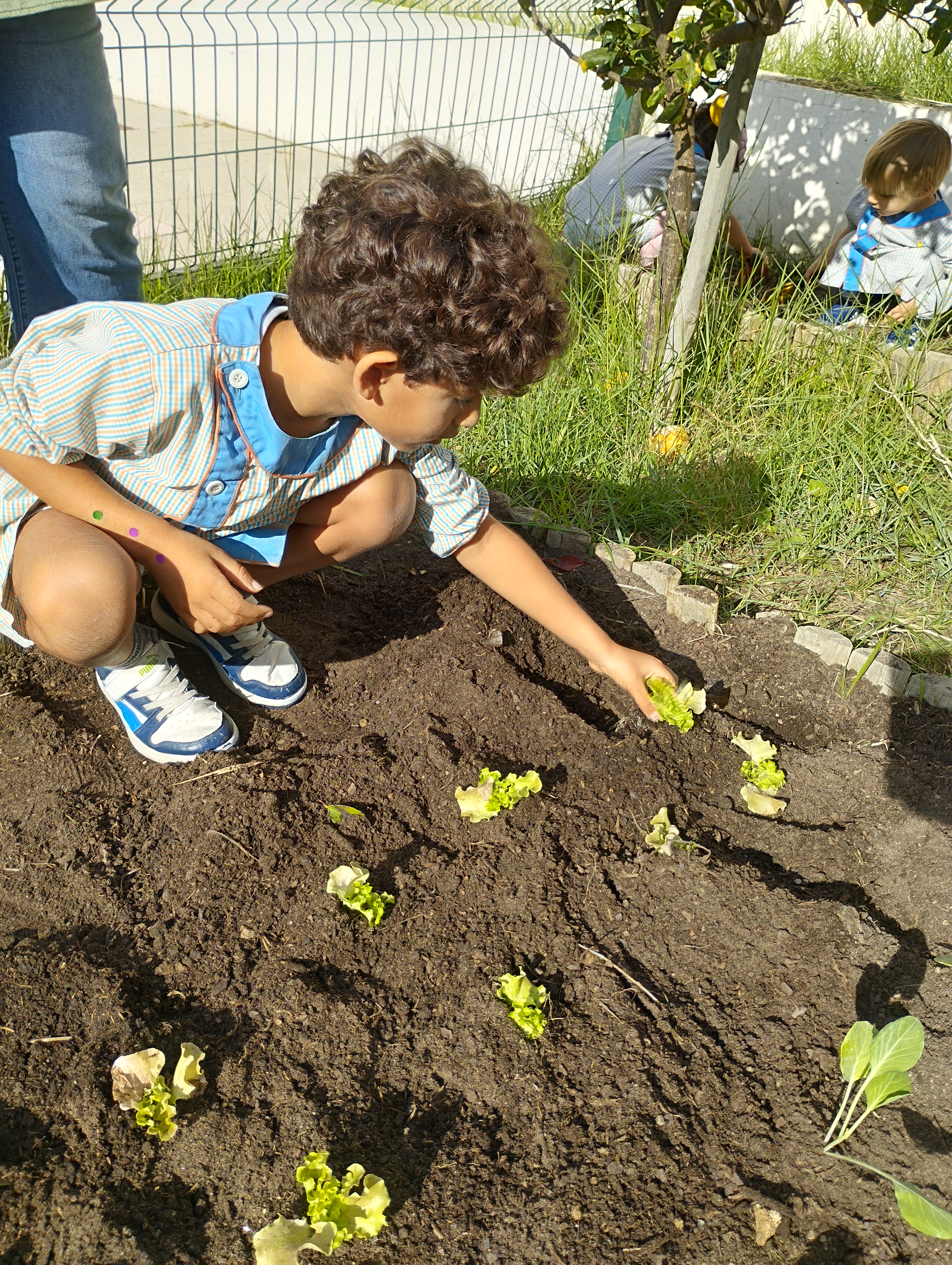 Plantação de alfaces
