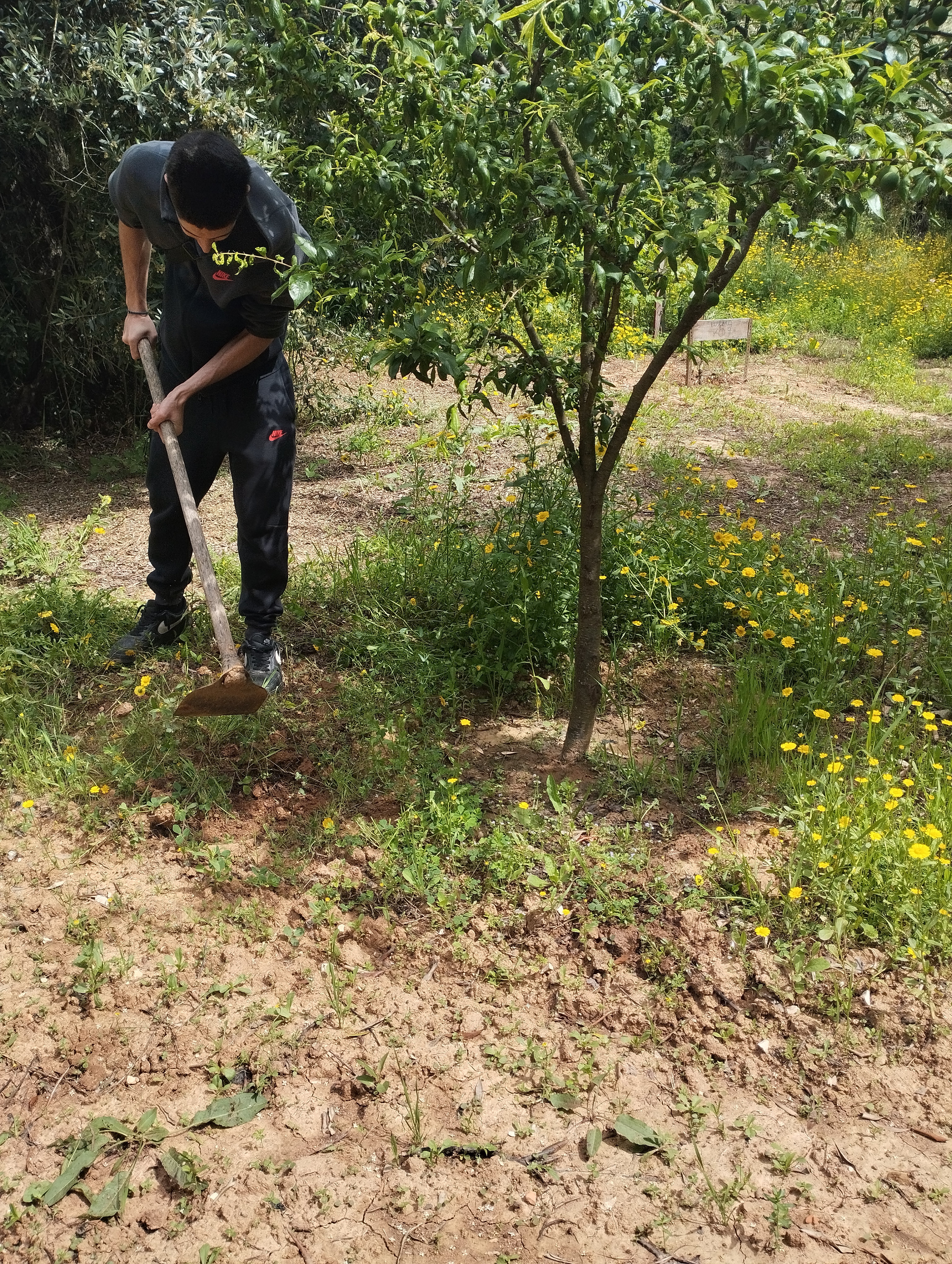 Limpeza dos pés das árvores de fruto