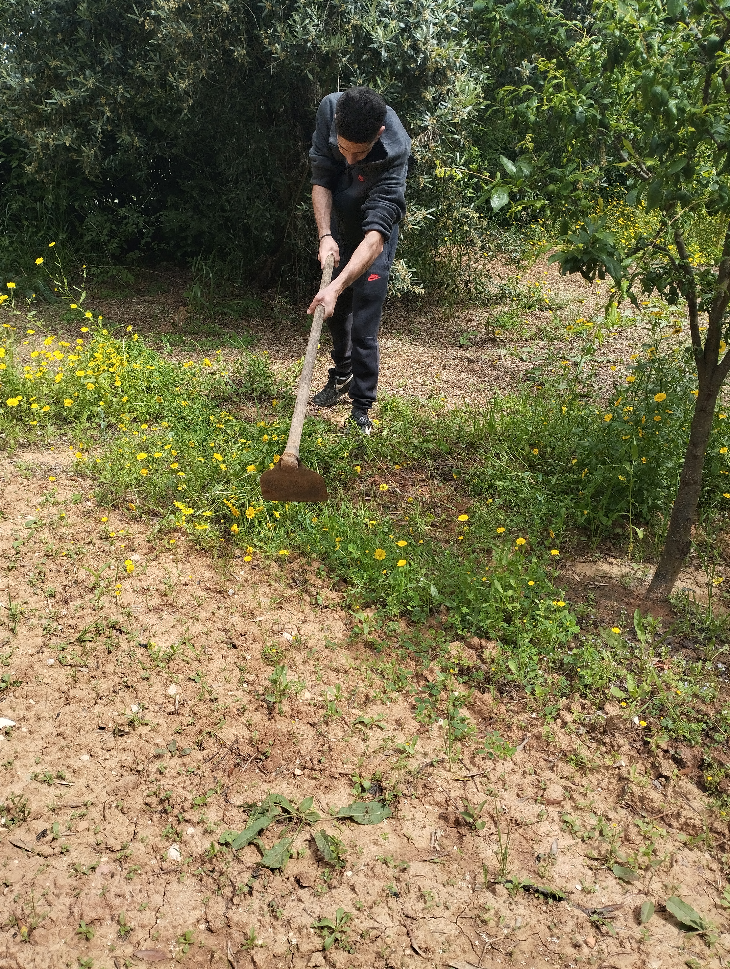 Limpeza dos pés das árvores de fruto
