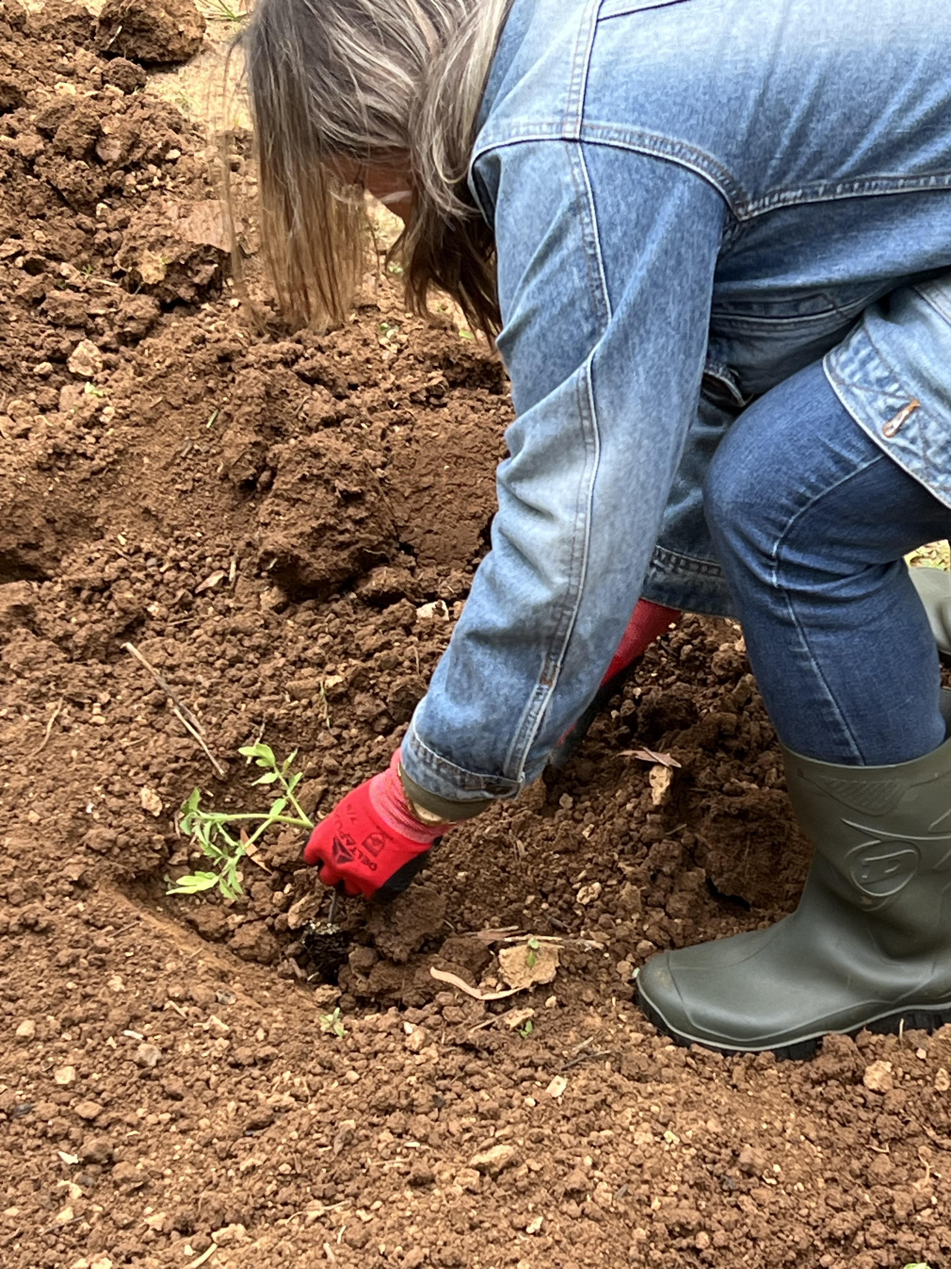 Plantação de tomateiros
