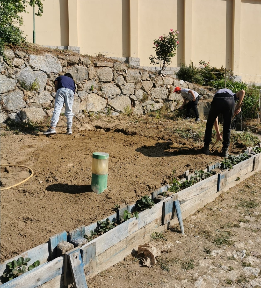 Plantação de alfaces, alhos, etc