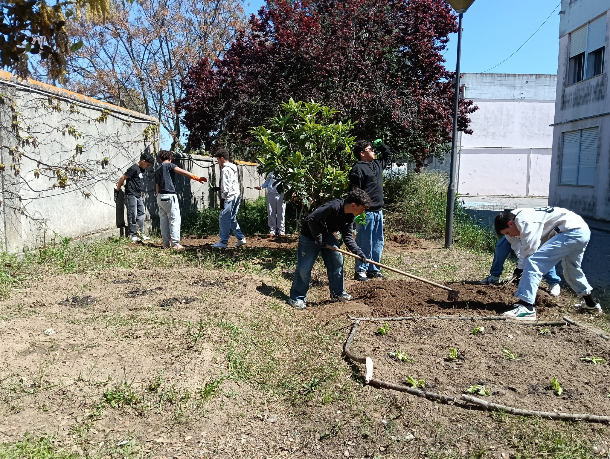 28 de março, continuação da preparação do solo e das plantações, neste momento a horta conta com 16 variedades (alfaces, couve, tomates, beringela, cenoura, espinafres, salsa, coentros, hortelã, cebola, pimento, chuchu, pepino)