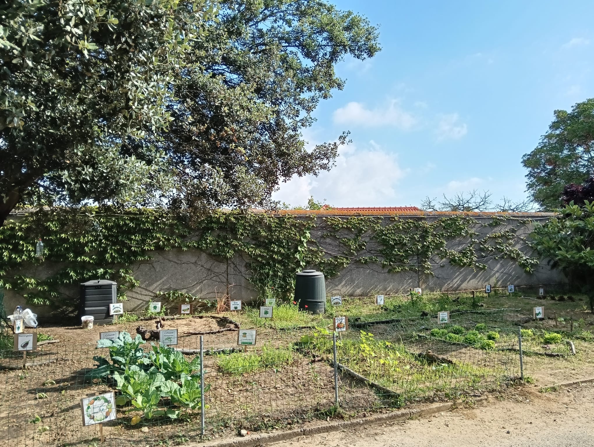 13 de maio, continuação das plantações, neste momento a horta conta com: alfaces, couves, tomates, beringelas, cenouras, espinafres, salsa, coentros, hortelã, cebola, pimentos, chuchus, pepinos, orégãos, erva príncipe, orégãos, abóboras, curgetes,...