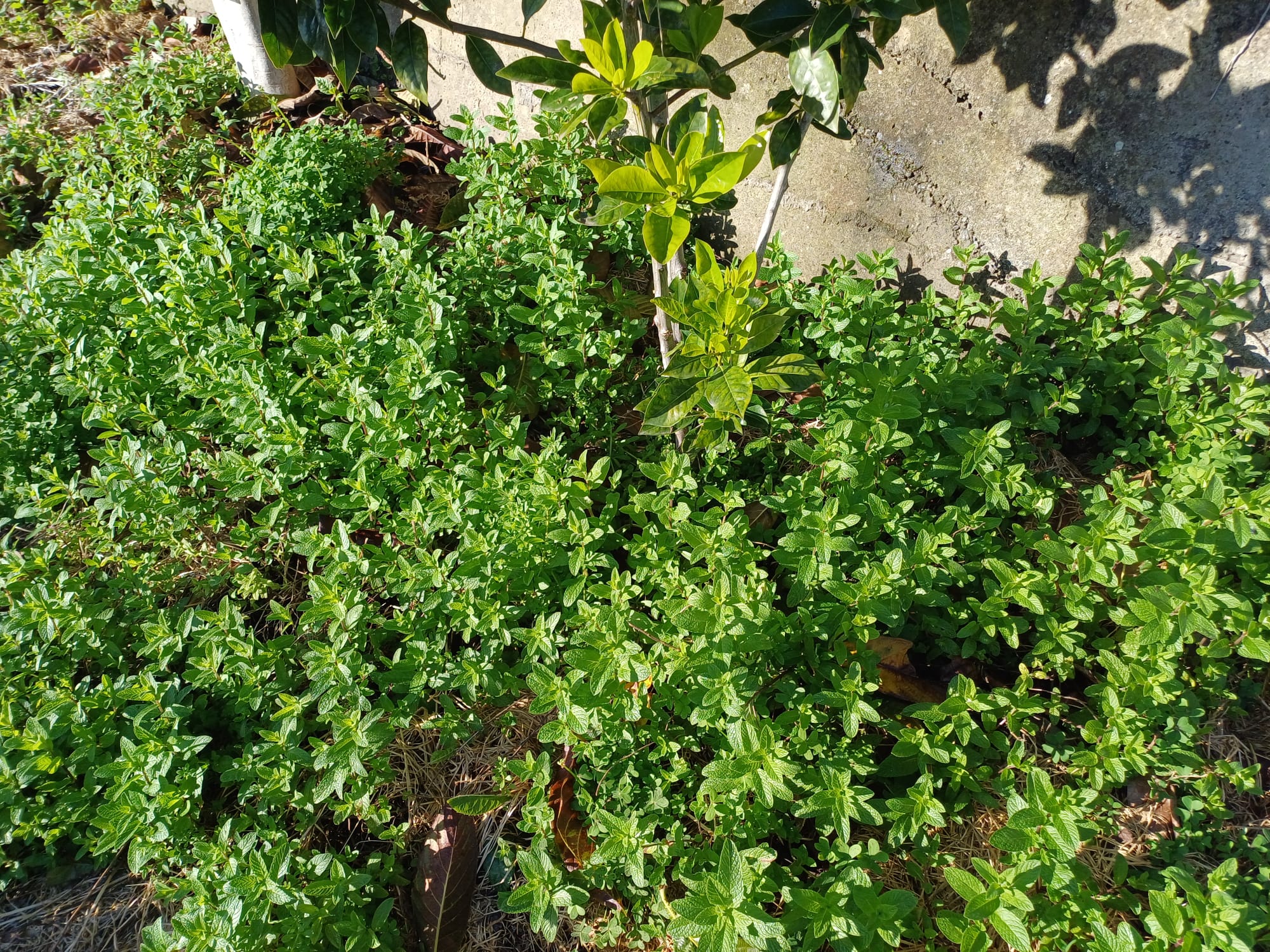 Um dos cantinhos de ervas aromáticas.