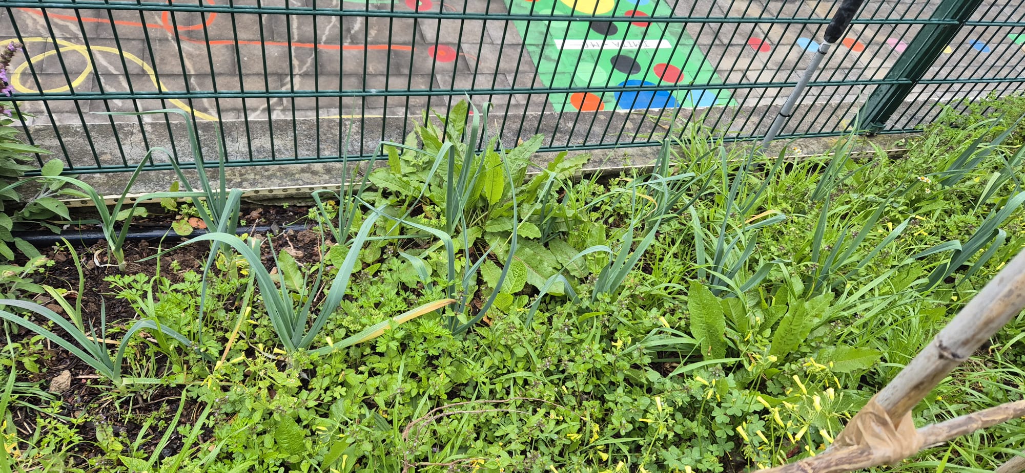 Manutenção da plantação do alho francês, que foi plantado no mês de fevereiro.