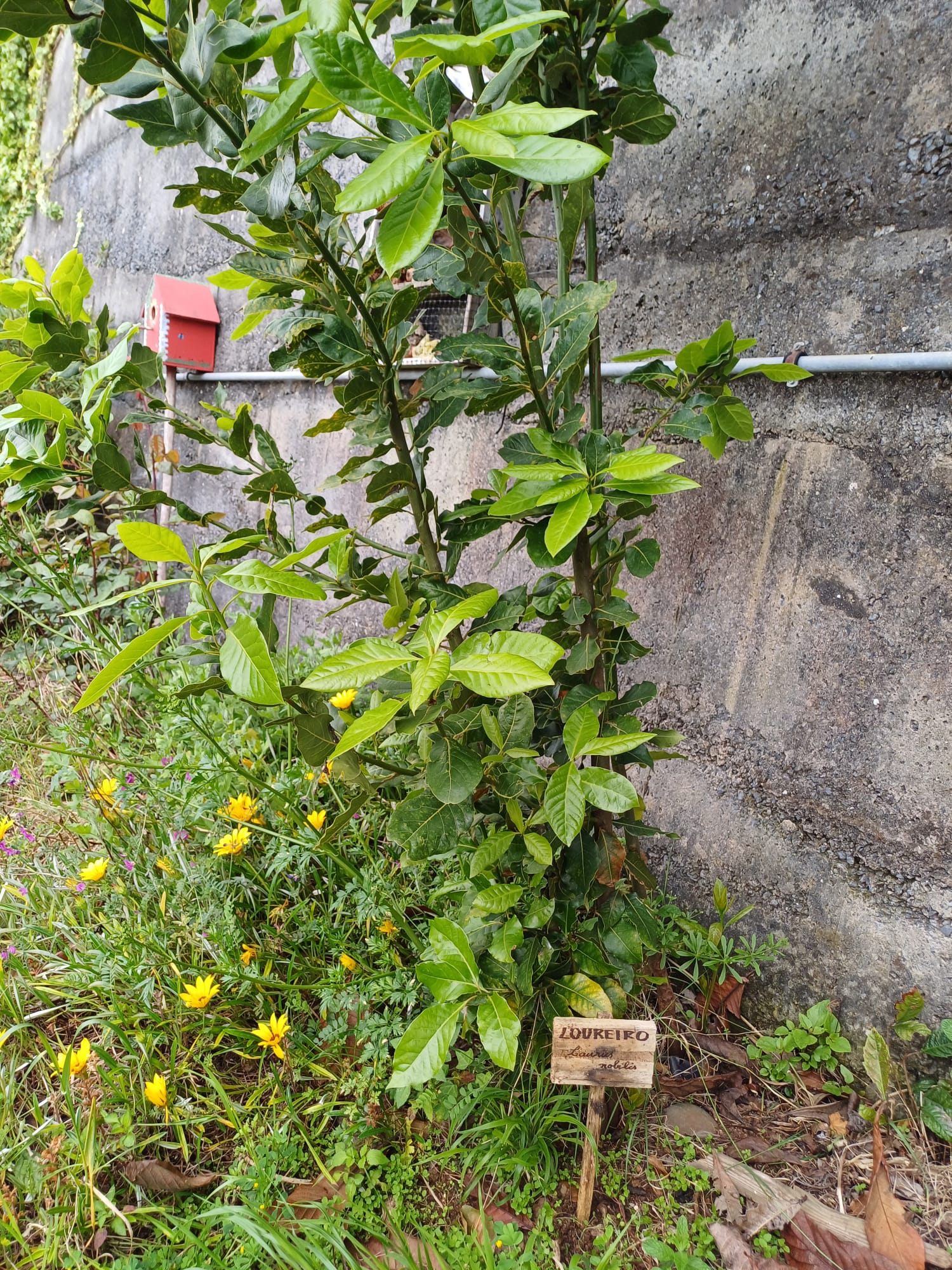 Identificação do loureiro.( árvore aromática típica da floresta Laurissilva)