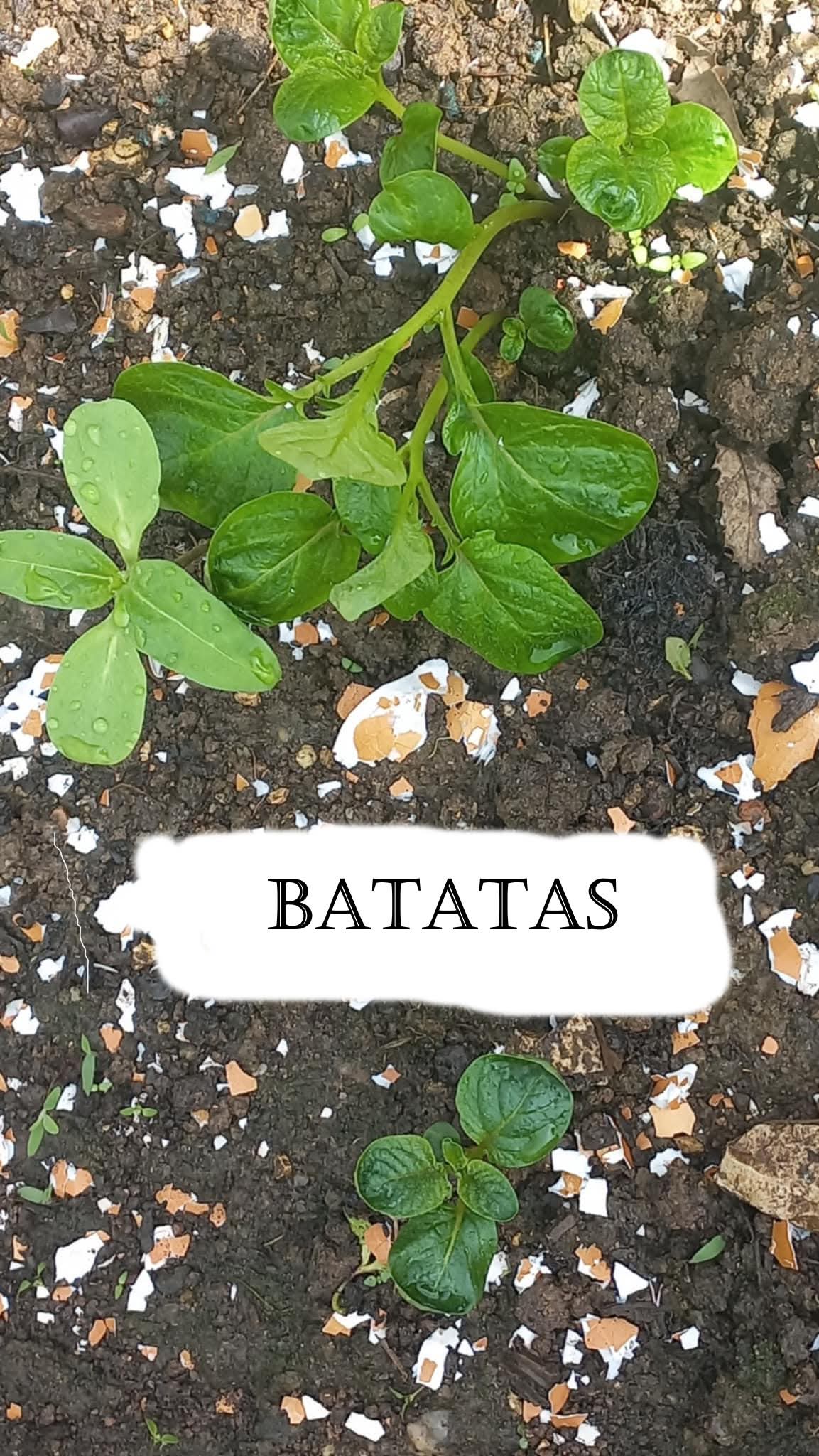 Primeira rama - batatas