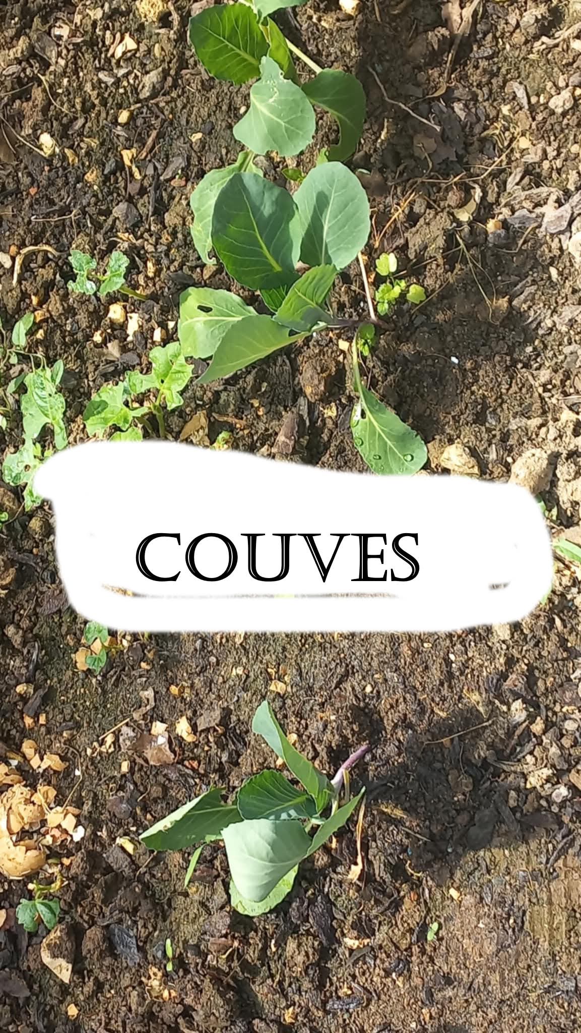 Primeira rama - couves