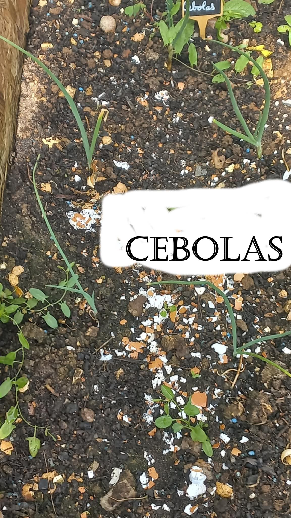 Primeira rama - Cebola