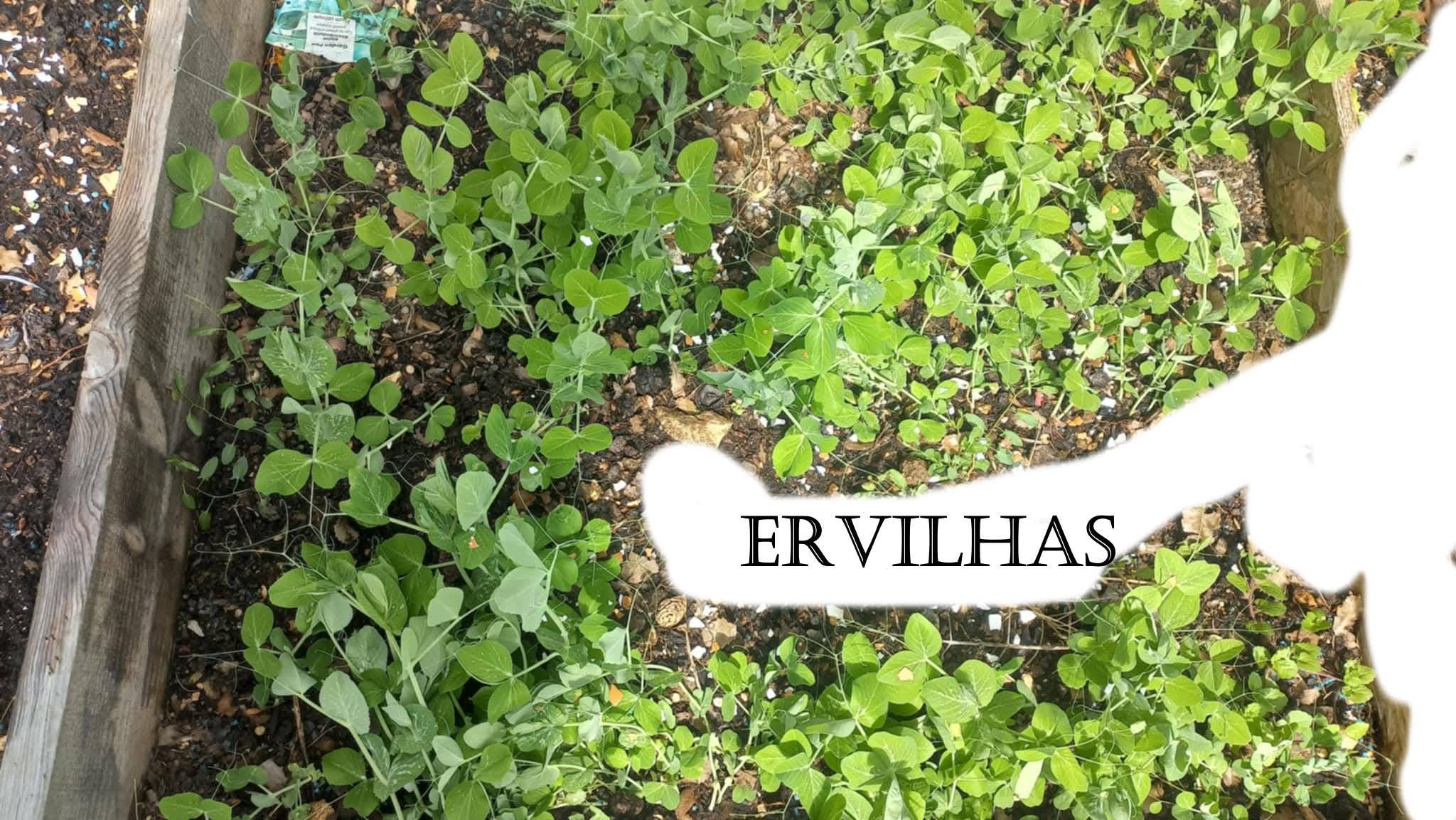 Primeira rama - ervilhas