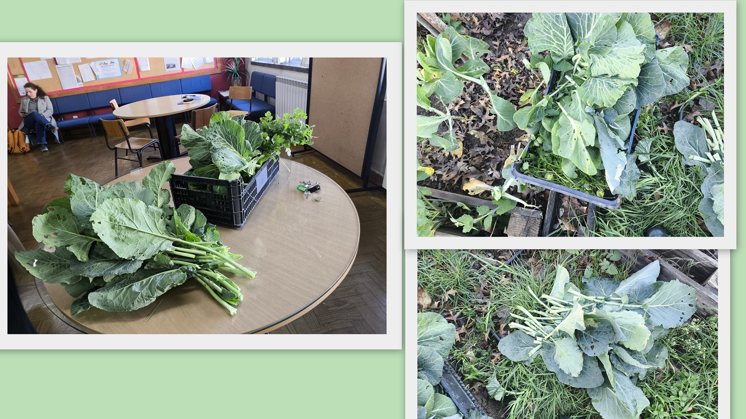 Escola Básica de Palmeira
Colheita de produtos hortícolas.
