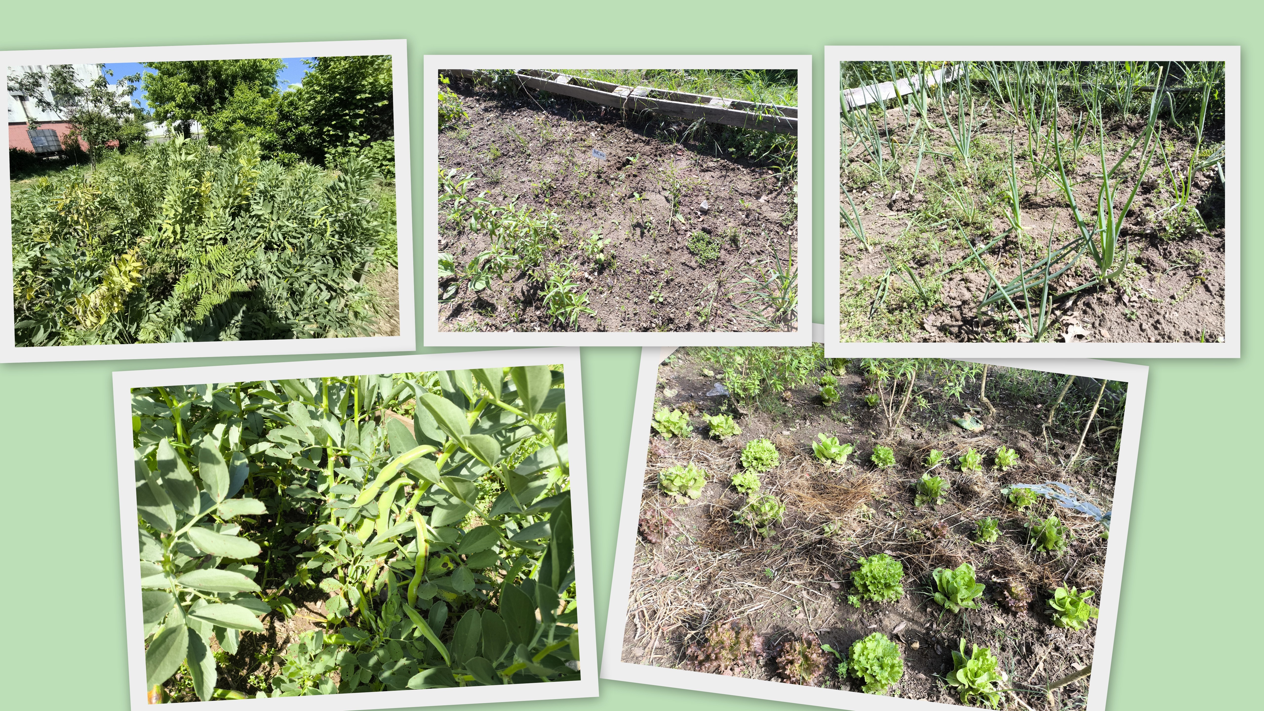 Escola Básica de Palmeira
Evolução das plantações inicio do mês de maio (Favas; tomates, alfaces, cebolas)
