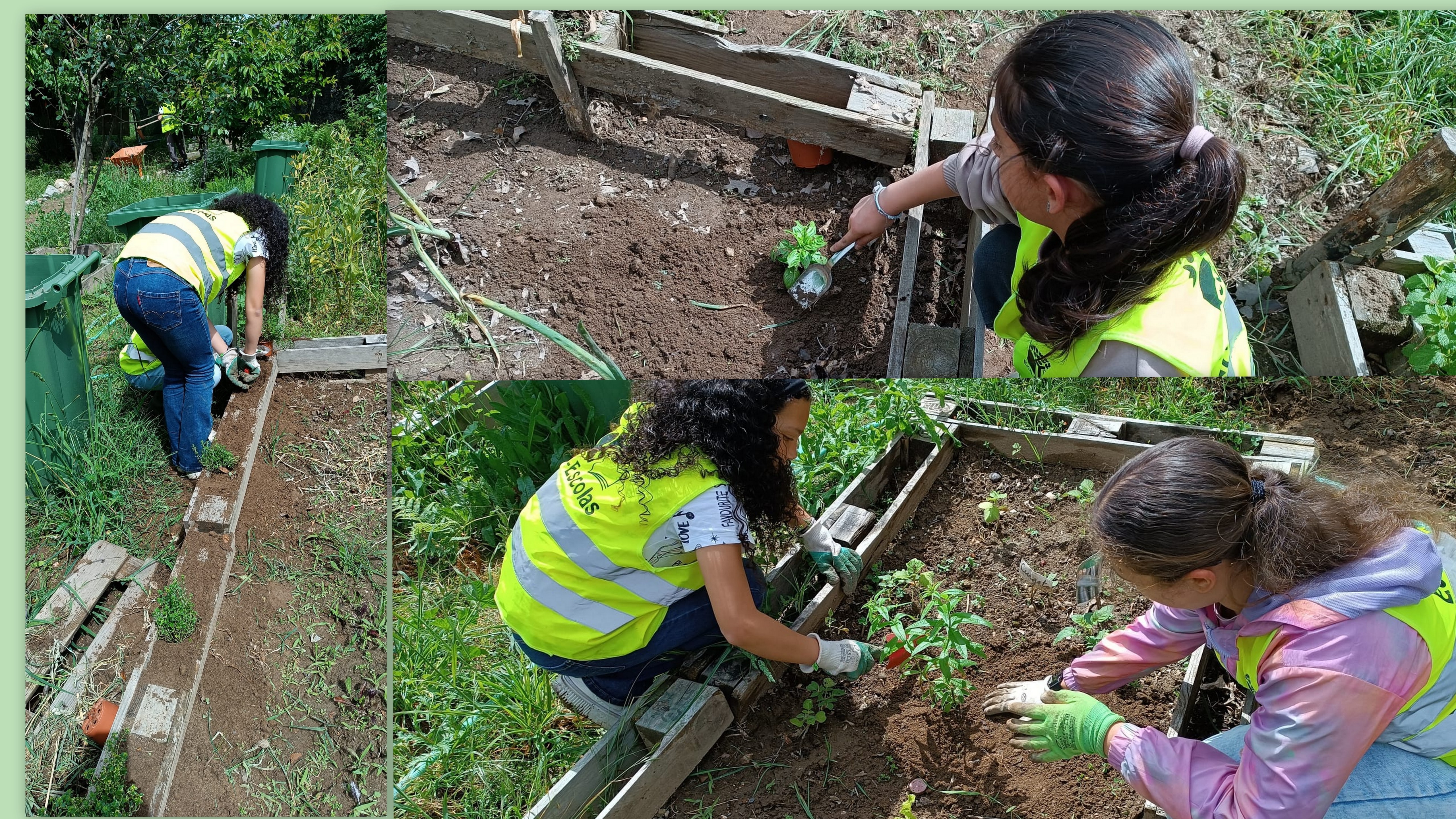 Escola Básica de Palmeira
Aula na Horta com alunos de 5.º ano, com a plantação de algumas plantas aromáticas oferecidas pela CMB( manjericão, lúcia-lima,  aipo, tomilho, ...)