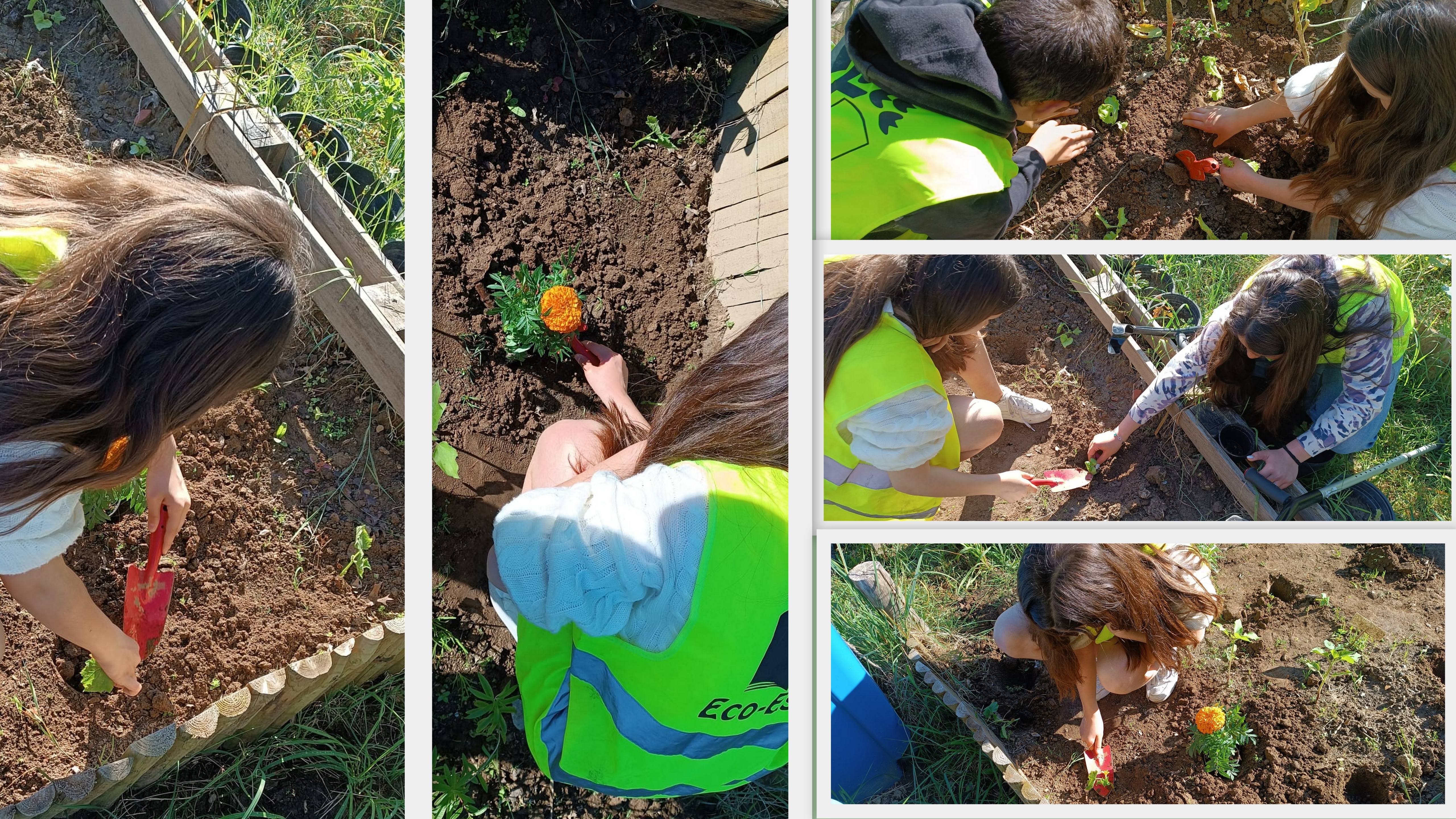 Escola Básica de Palmeira
Aulas na Horta com alunos do 6.ºano, com a plantação de algumas hortícolas  (alfaces, pepinos, pimentos- padrão) e plantas ( ex: Cravo-de-defunto e tomilho ) que ajudam a repelir algumas pragas.