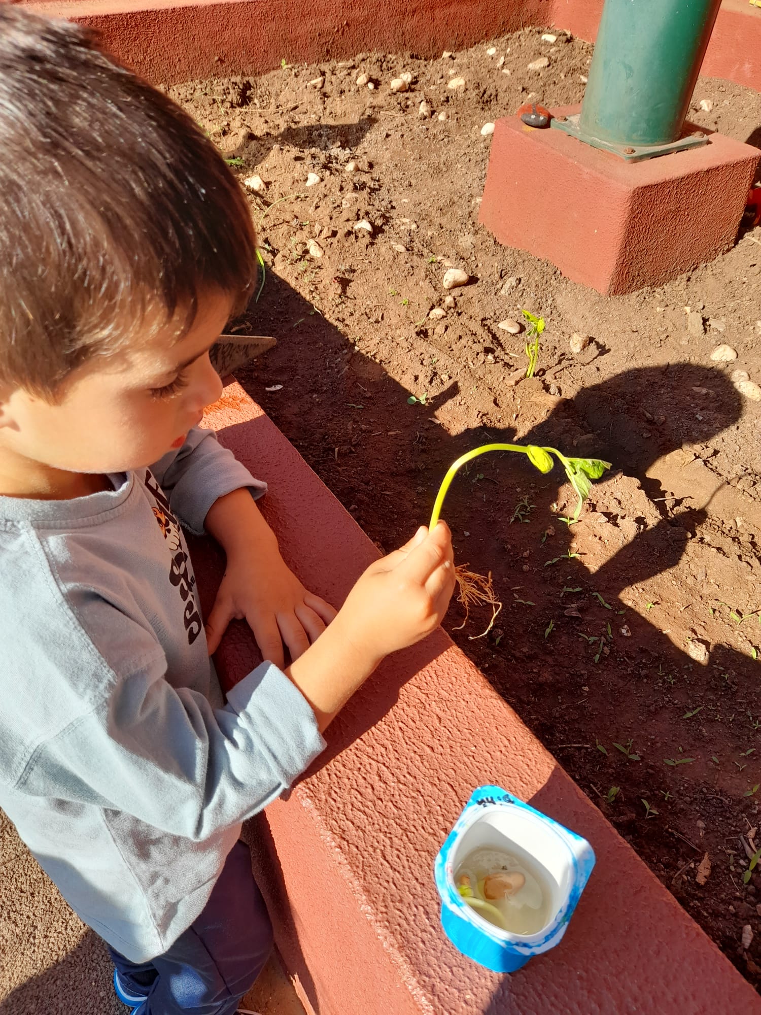 Plantação de feijão na horta