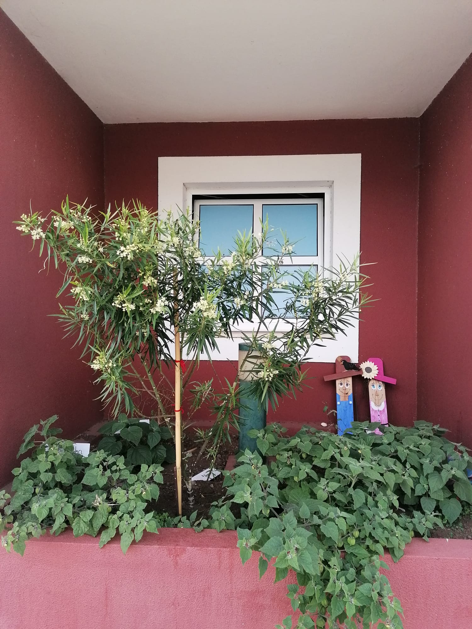 Horta da Sala Laranja