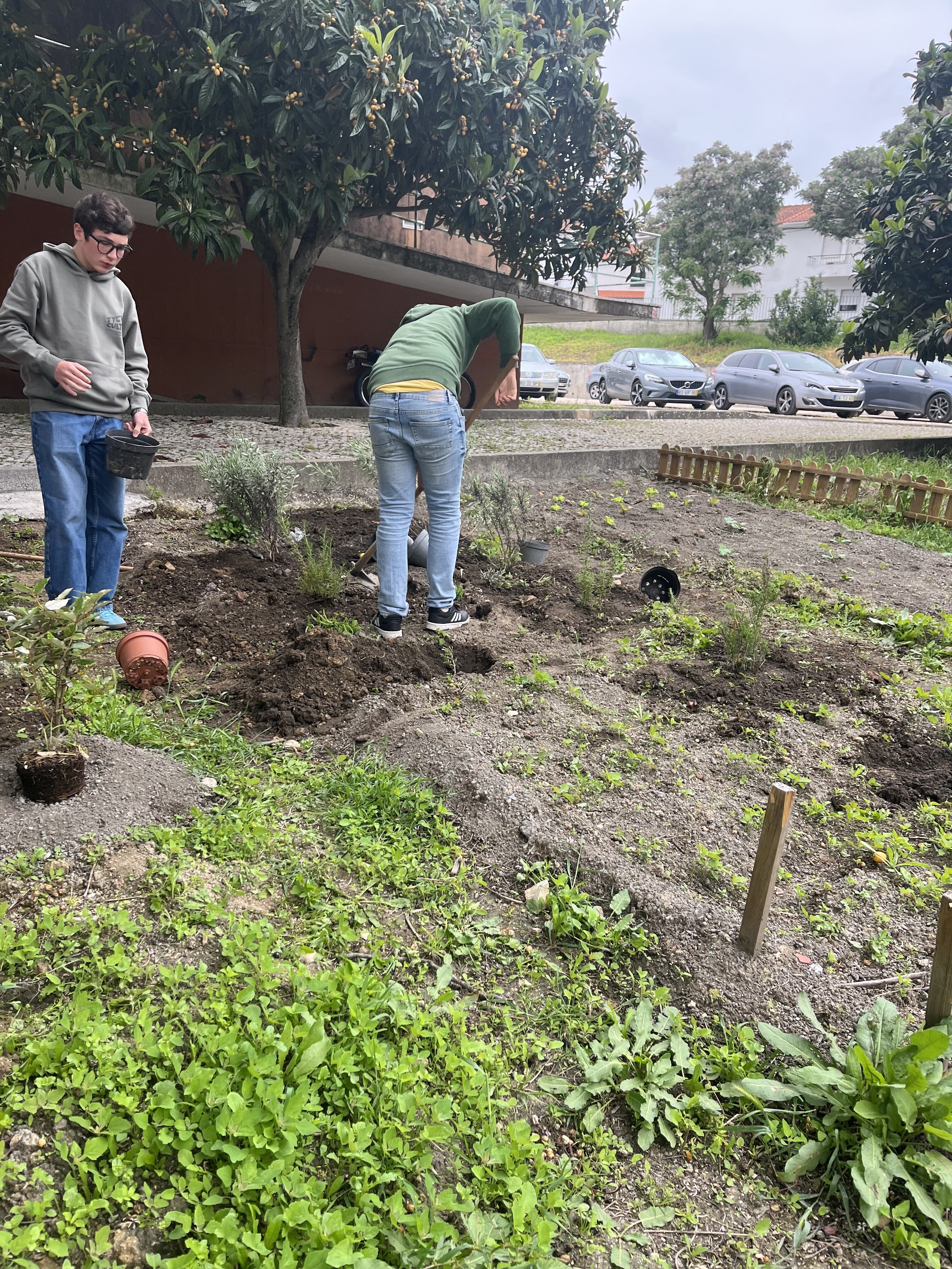 Plantação de alfazemas